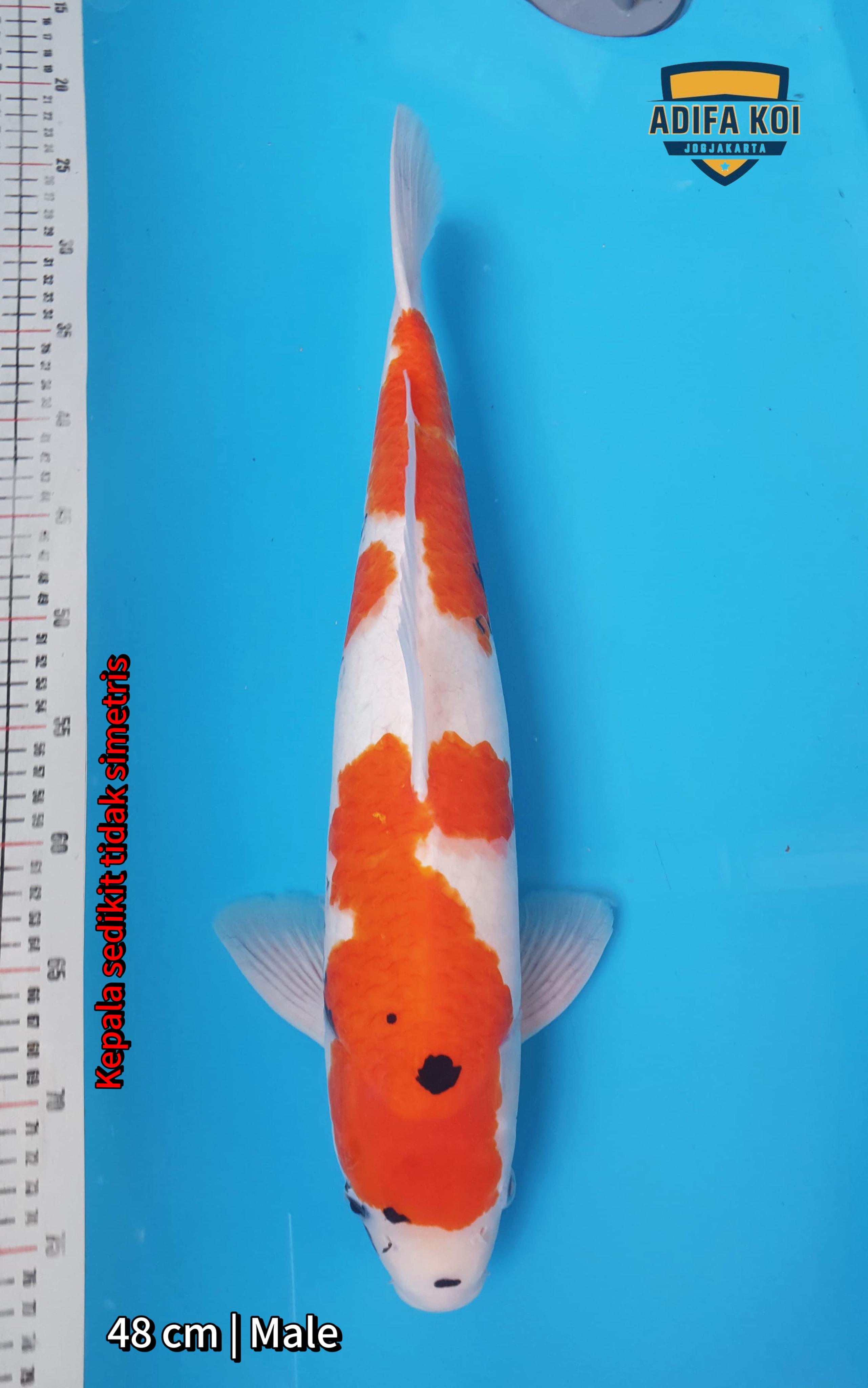 SHOWA TATEGOI 48cm