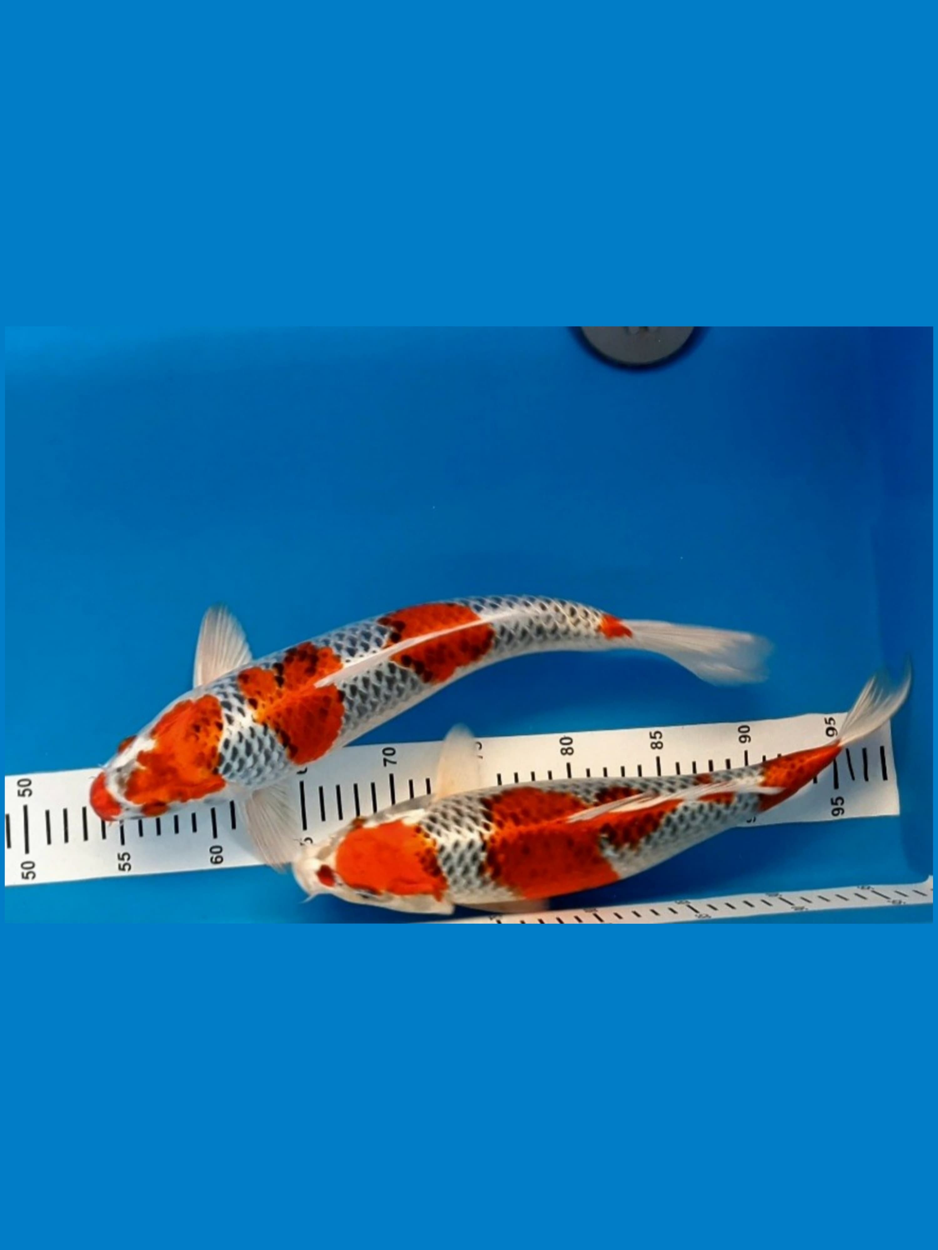 KUJAKU PAKET 2 EKOR FULL HQ 38cm DAN 39cm STRONG