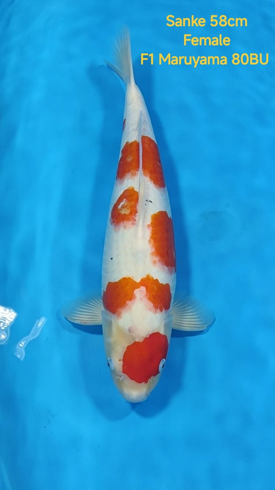 SANKE INDUKAN 58cm