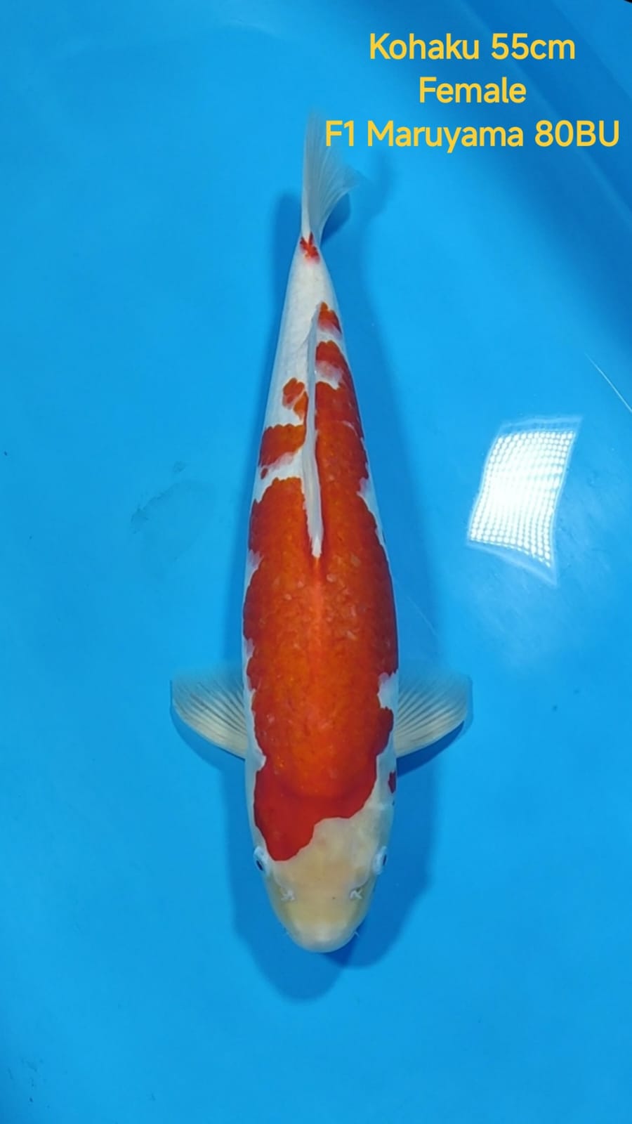 KOHAKU 55cm