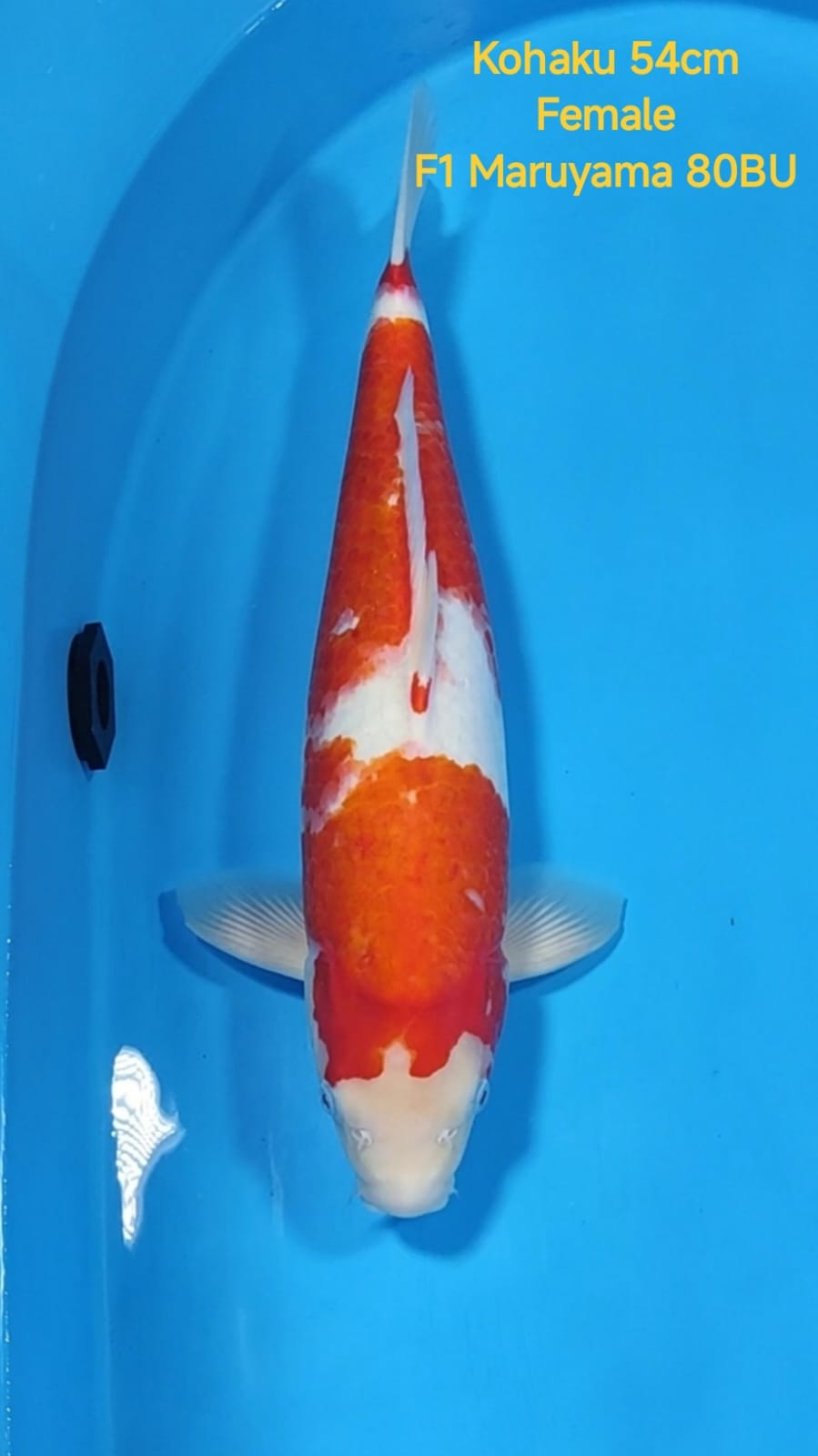 KOHAKU 54cm