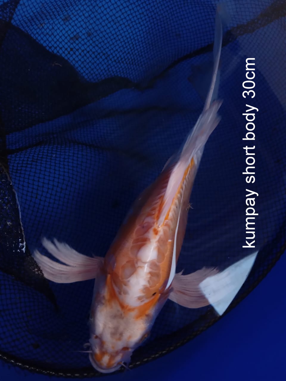 SLAYER SHORT BODY 31cm BERPUNUK
