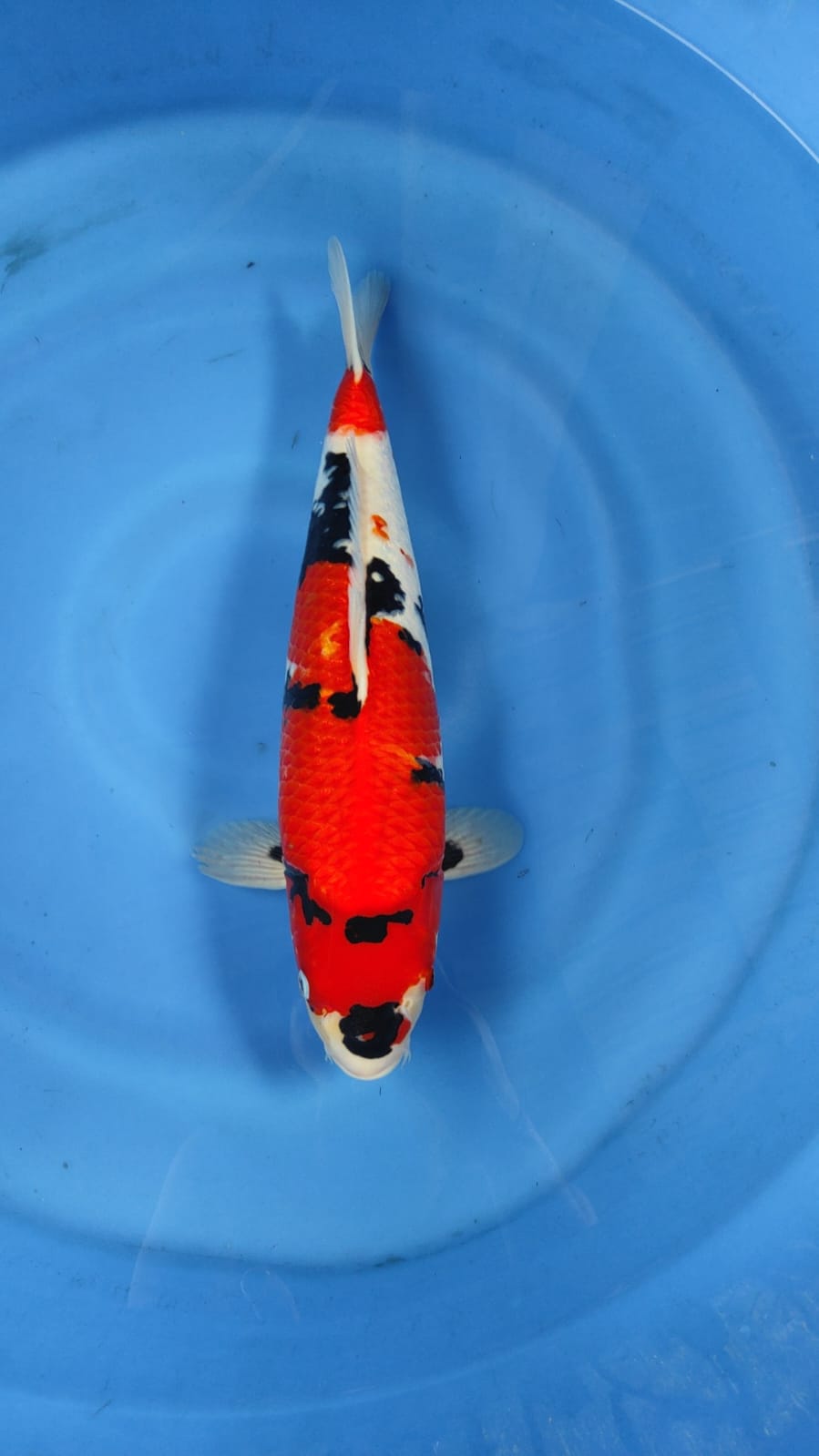 SHOWA SISIK JOS 42cm MALE