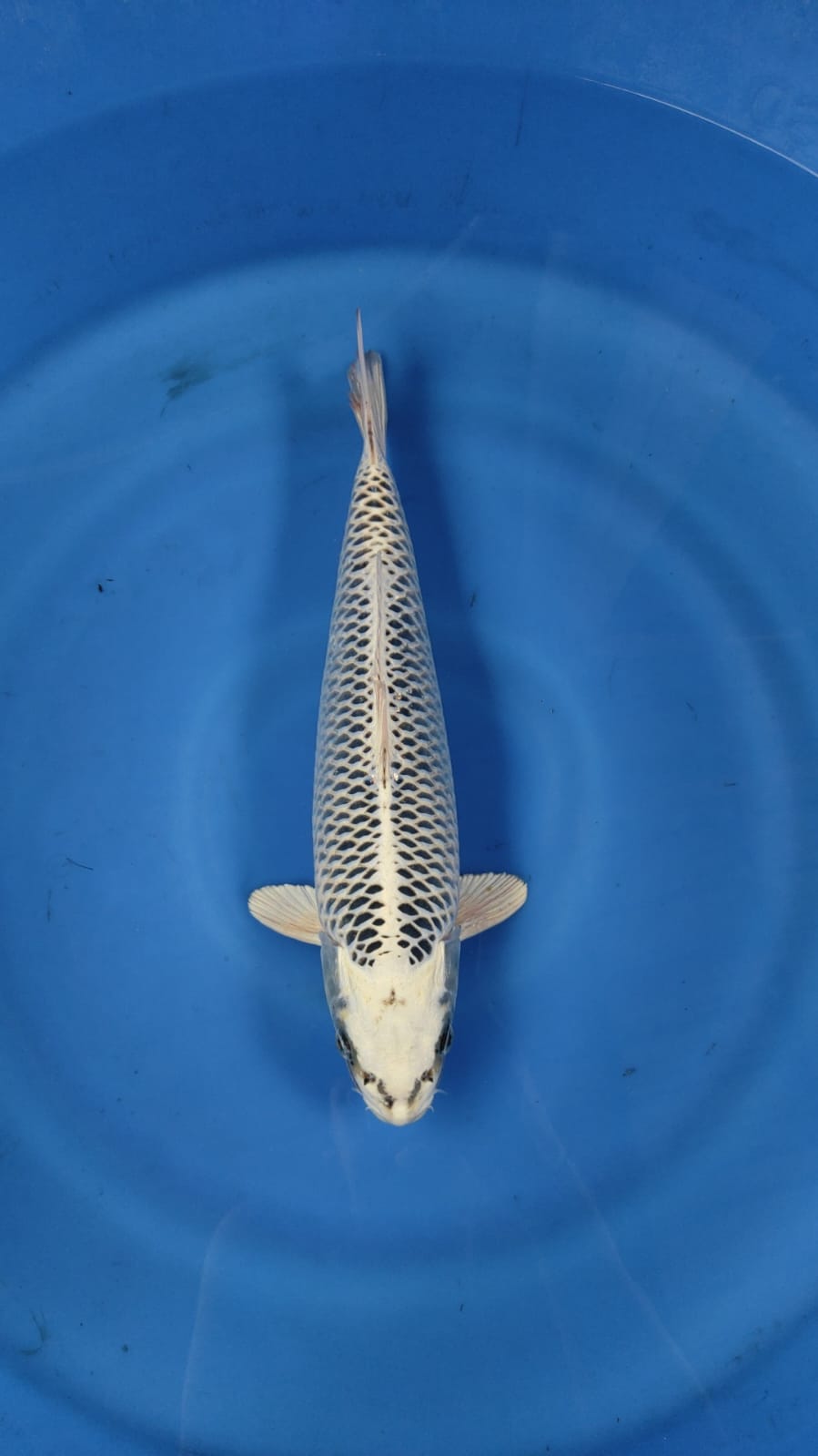 GIN MATSUBA 39cm MALE