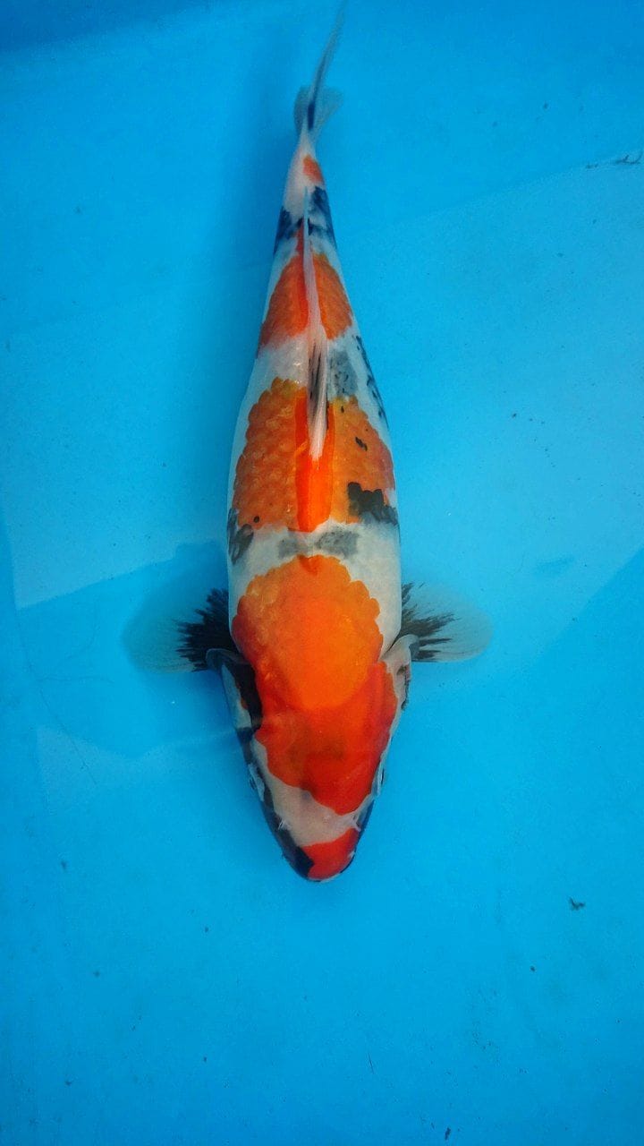 BAHAN SHOWA 29cm