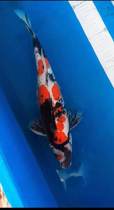 SANSOKU SHOWA 43cm