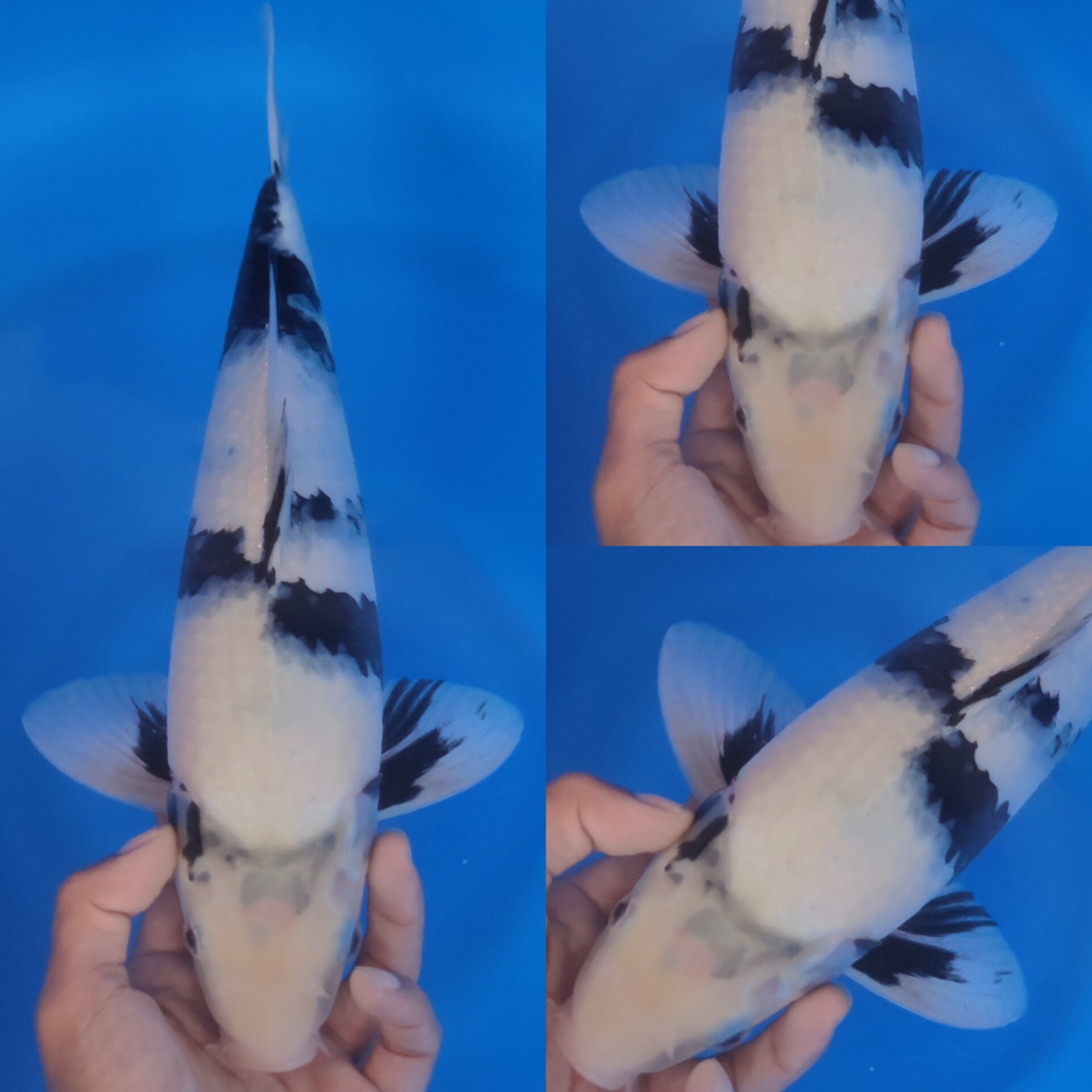 SHIRO JANTAN PUTIH HQ 37cm