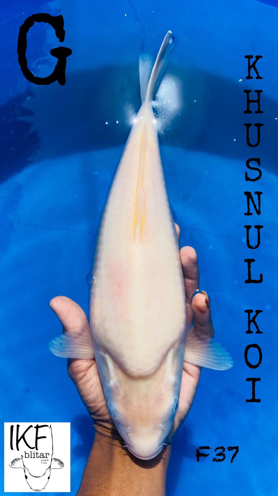 Ikan Koi KARASI MUJI SUPER WHITE BREEDER KHUSNUL 37cm, lelang koi KARASI MUJI SUPER WHITE BREEDER KHUSNUL 37cm, jual koi KARASI MUJI SUPER WHITE BREEDER KHUSNUL 37cm, beli koi KARASI MUJI SUPER WHITE BREEDER KHUSNUL 37cm, Lelang Koi Online, Jual Beli Ikan Koi, Pusat Jual Beli Koi, Info Lelang Koi Hari Ini, Platform Jual Beli Koi, Jual Beli Ikan Koi Online, Marketplace Ikan Koi, Jual Koi Terbaik, Tempat Beli Koi Berkualitas, Pasar Ikan Koi Online Terpercaya, Penjual Ikan Koi Terpercaya, Beli Koi Hias Online, Ikan Koi untuk Dijual, Koi Kualitas Terbaik, Toko Online Ikan Koi, Koi Hias Untuk Dijual, Jual Beli Ikan Koi Lokal, Koi Indonesia Online, Pusat Jual Beli Koi Terbesar
