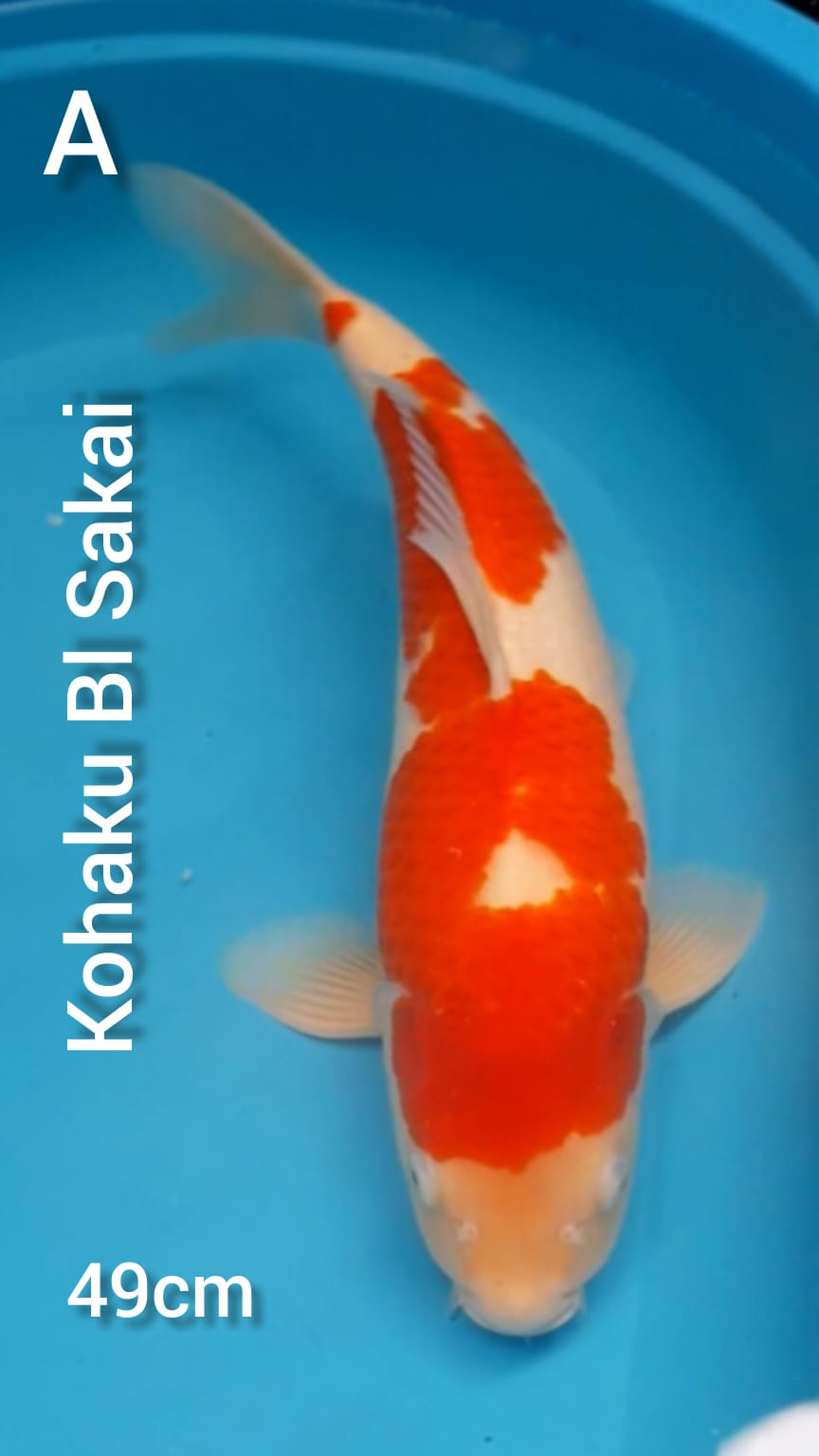 KOHAKU F1 SAKAI 49cm