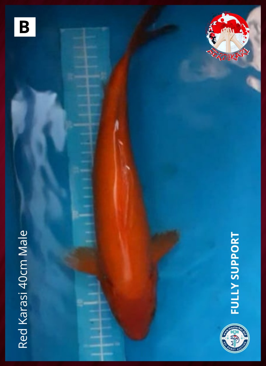 RED KARASI 40cm