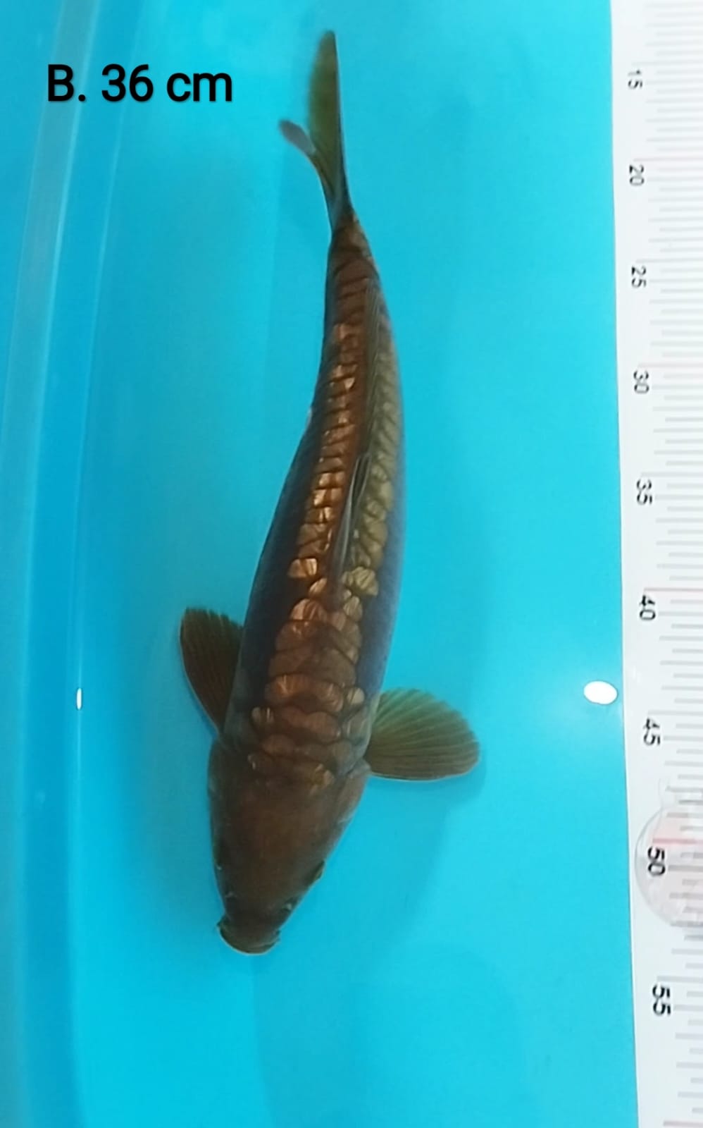 Ikan Koi CHAGOI ARAGOKE GINRIN 36cm, lelang koi CHAGOI ARAGOKE GINRIN 36cm, jual koi CHAGOI ARAGOKE GINRIN 36cm, beli koi CHAGOI ARAGOKE GINRIN 36cm, Lelang Koi Online, Jual Beli Ikan Koi, Pusat Jual Beli Koi, Info Lelang Koi Hari Ini, Platform Jual Beli Koi, Jual Beli Ikan Koi Online, Marketplace Ikan Koi, Jual Koi Terbaik, Tempat Beli Koi Berkualitas, Pasar Ikan Koi Online Terpercaya, Penjual Ikan Koi Terpercaya, Beli Koi Hias Online, Ikan Koi untuk Dijual, Koi Kualitas Terbaik, Toko Online Ikan Koi, Koi Hias Untuk Dijual, Jual Beli Ikan Koi Lokal, Koi Indonesia Online, Pusat Jual Beli Koi Terbesar