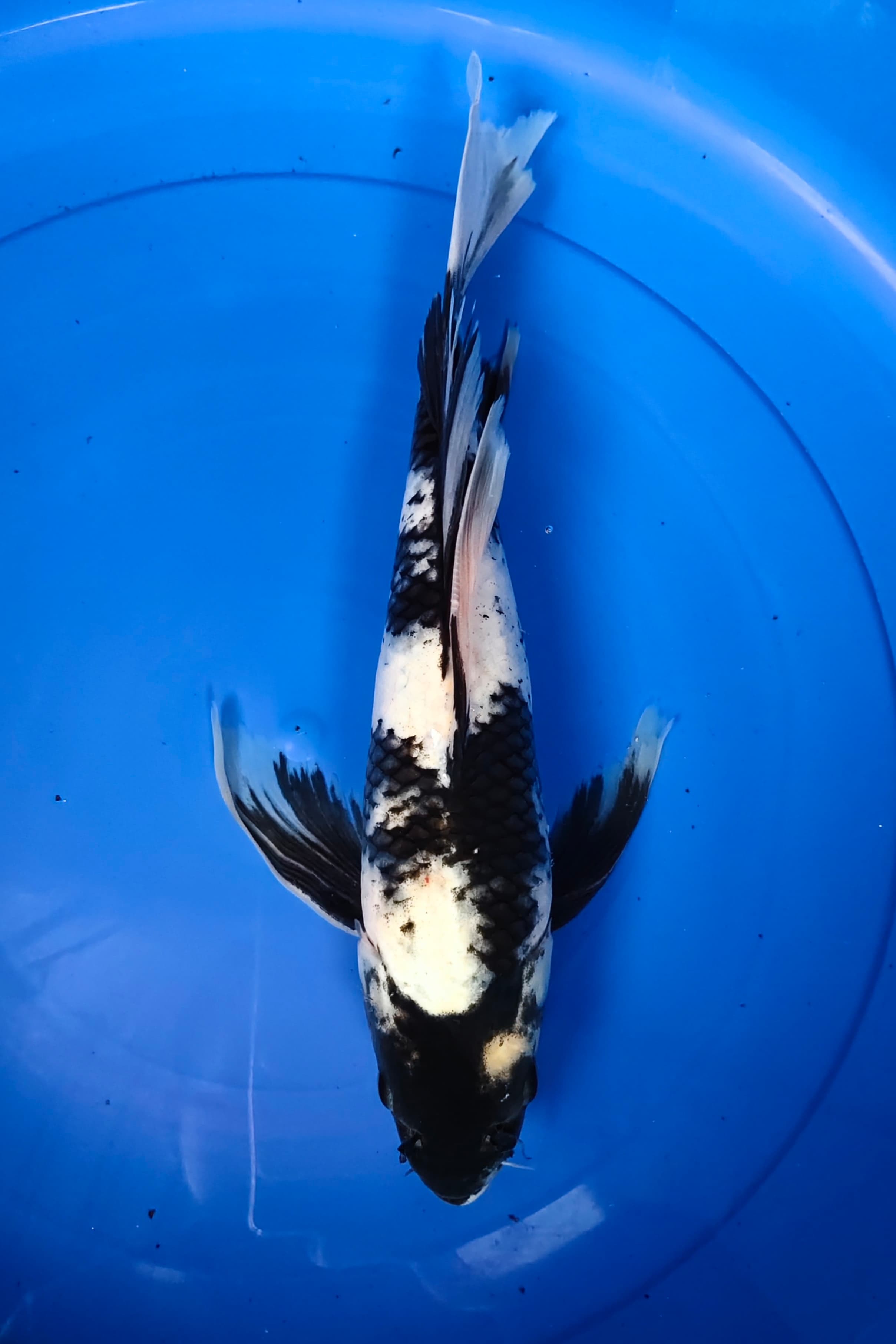 KUMPAY SHIRO 36cm