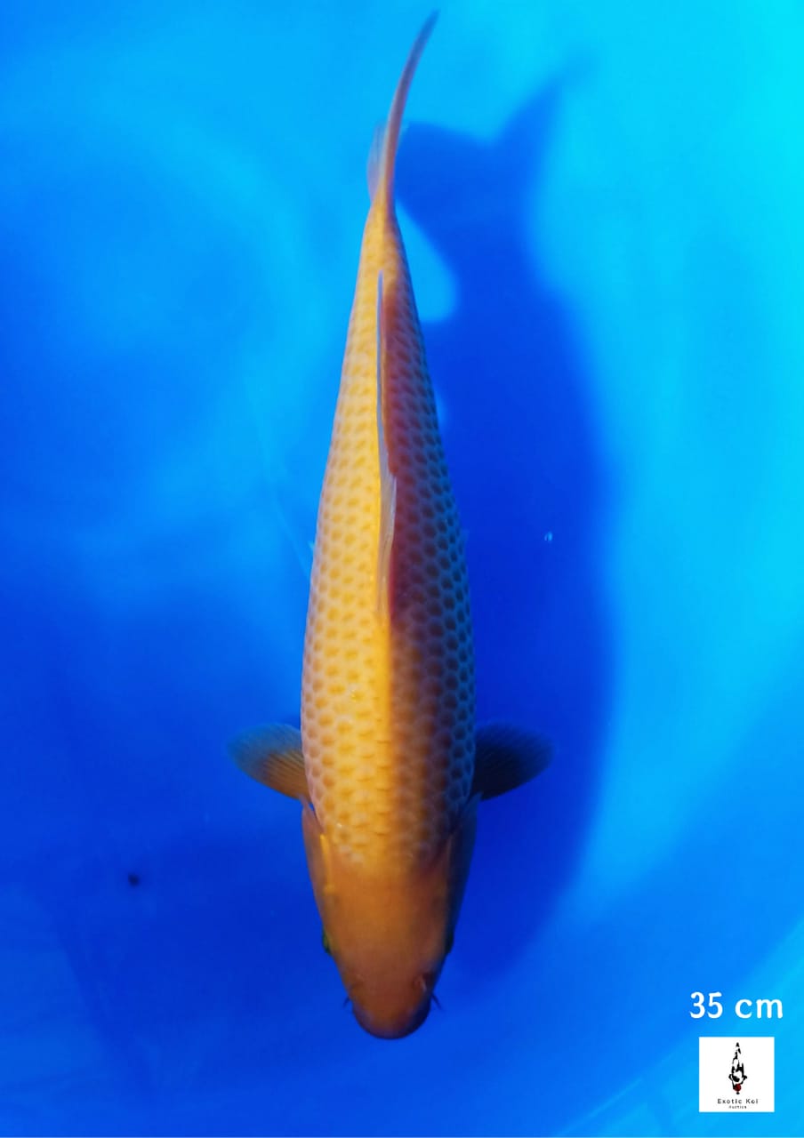 RED KARASHI CORN 35cm