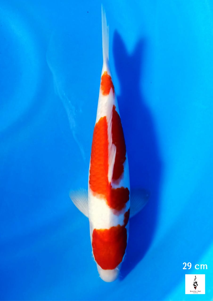 KOHAKU RED STRONG 29cm