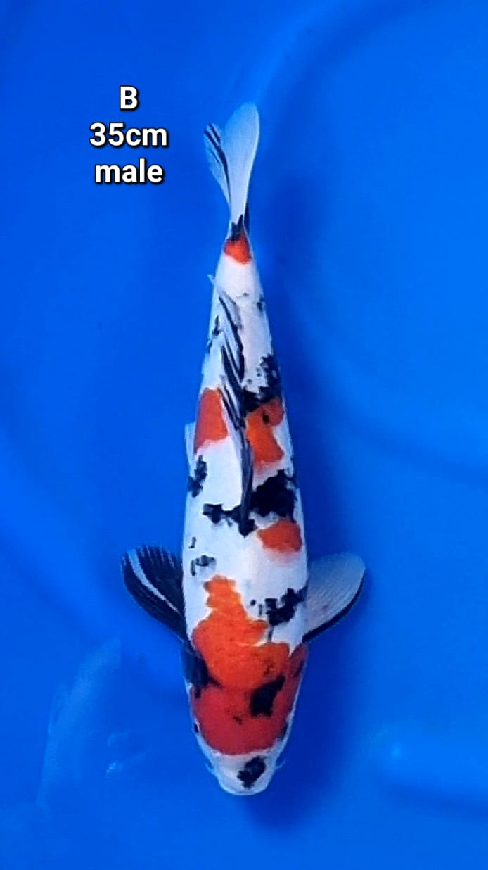 KINDAI SHOWA 35cm