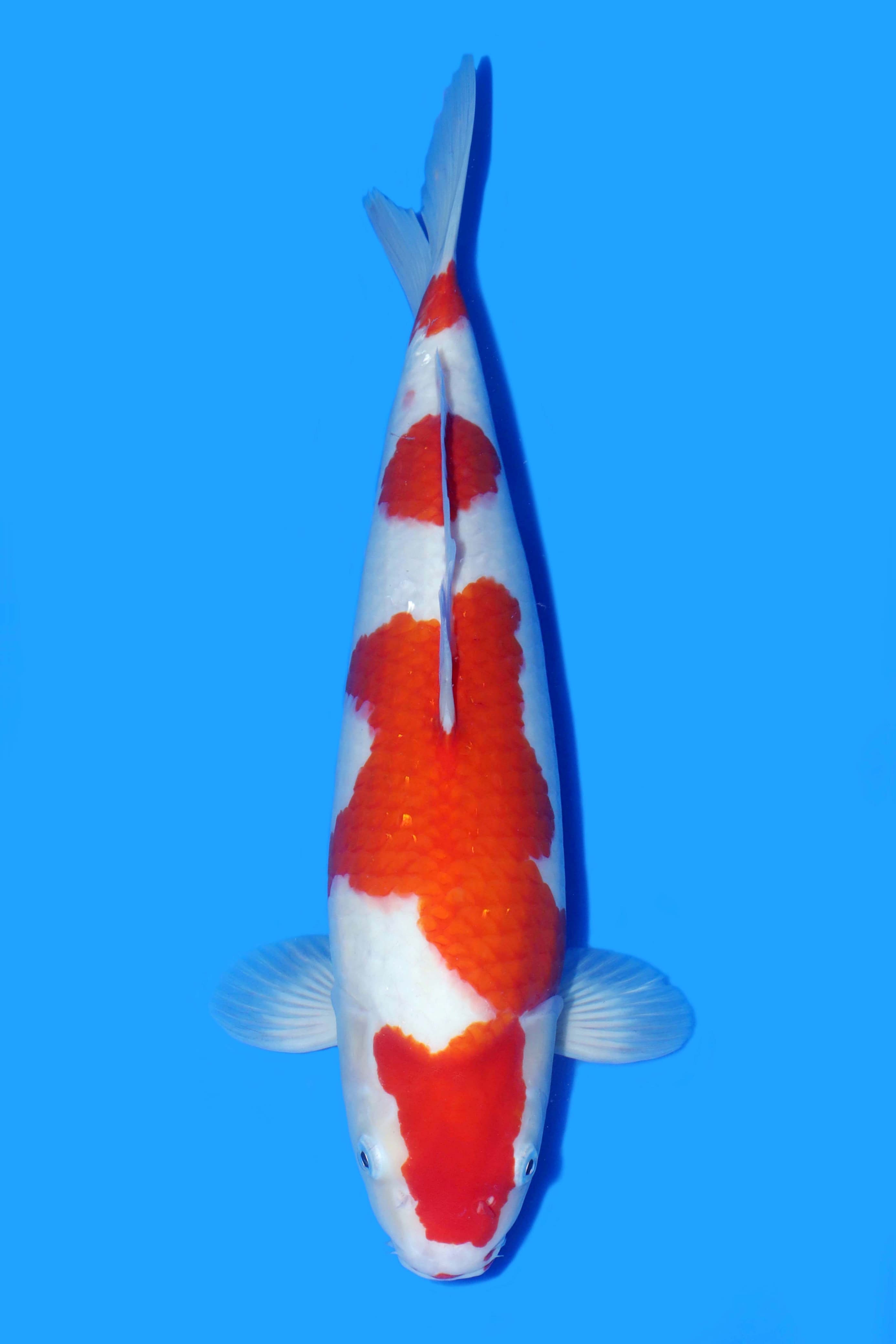 KOHAKU SQ BL AKF X KHUSNUL 40cm