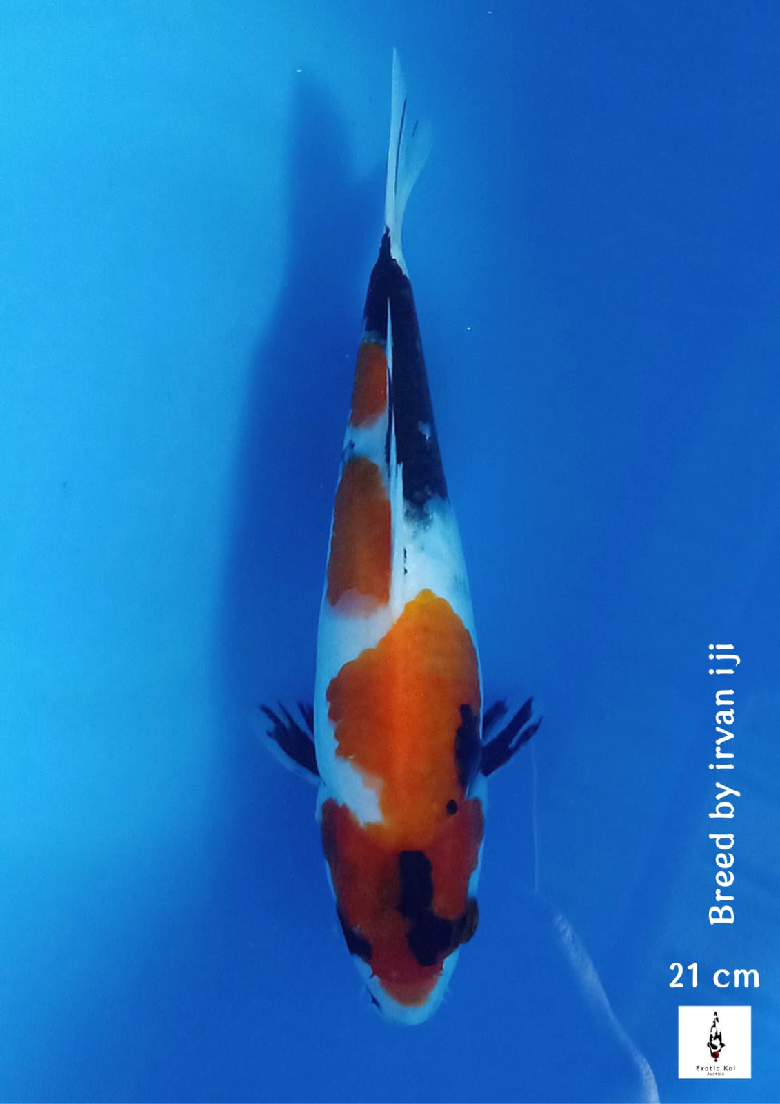 SHOWA SANSHOKU 21cm