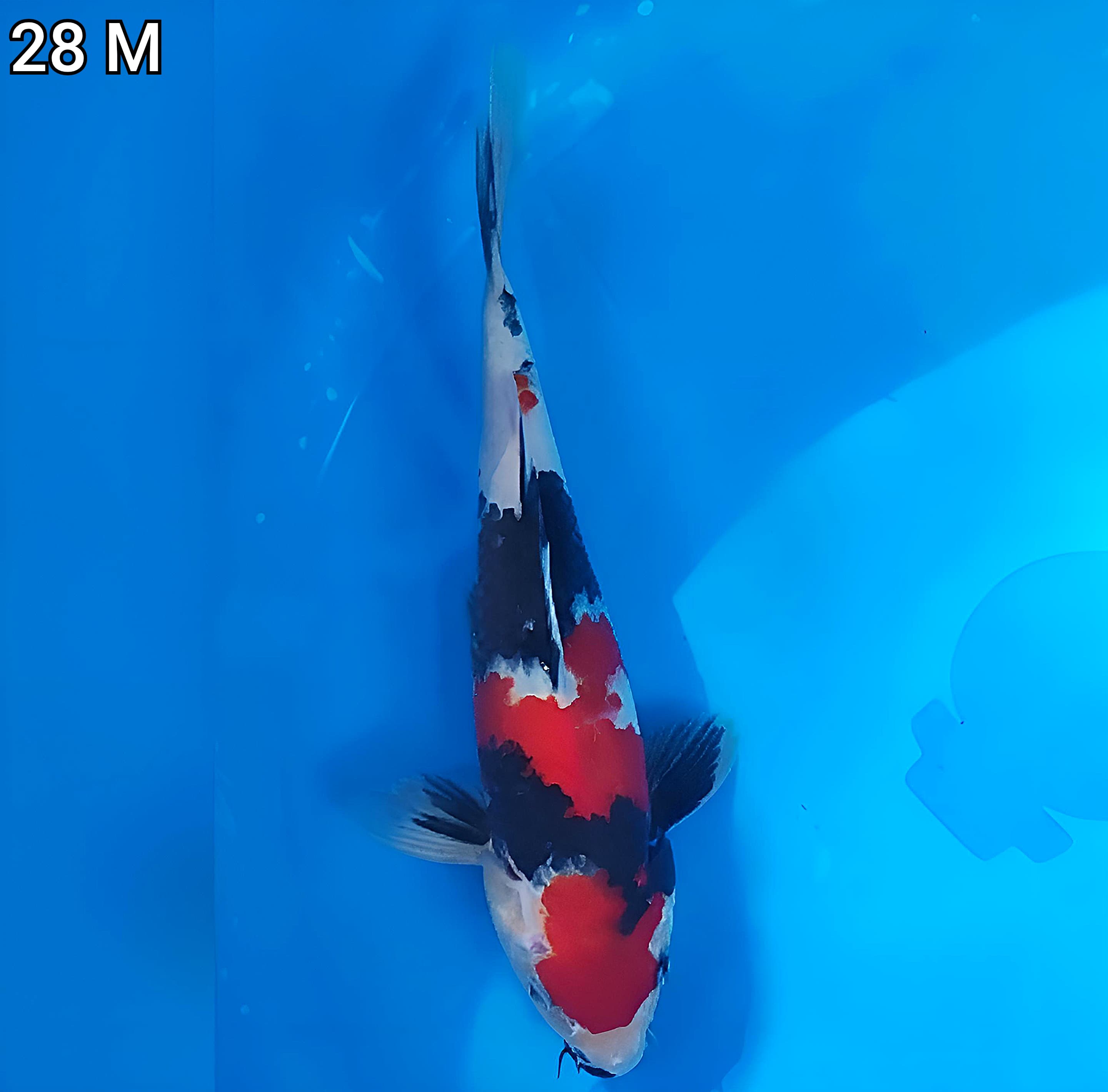 SHOWA MERAH STRONG 28cm