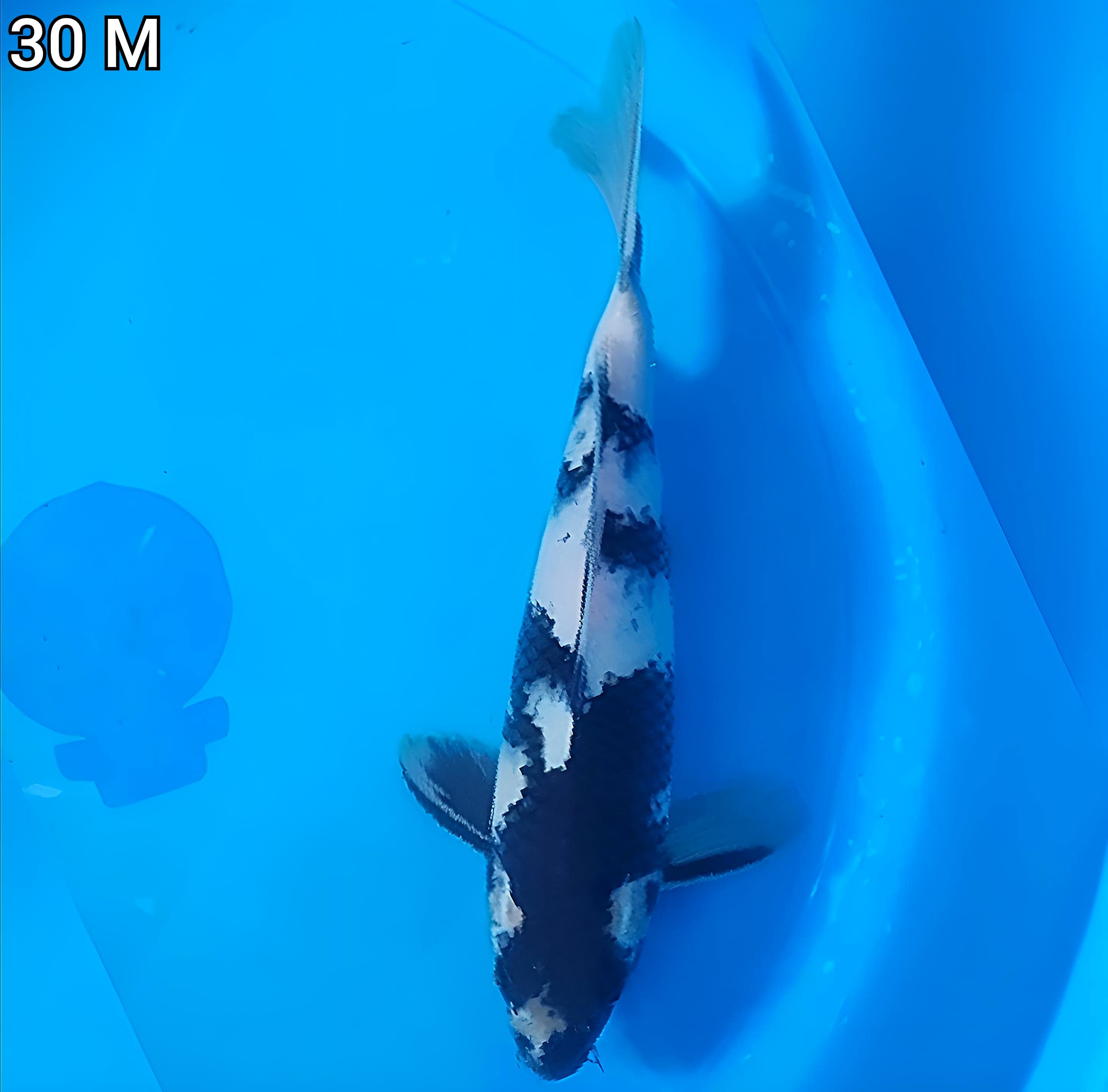 SHIRO PUTIH SALJU 30cm