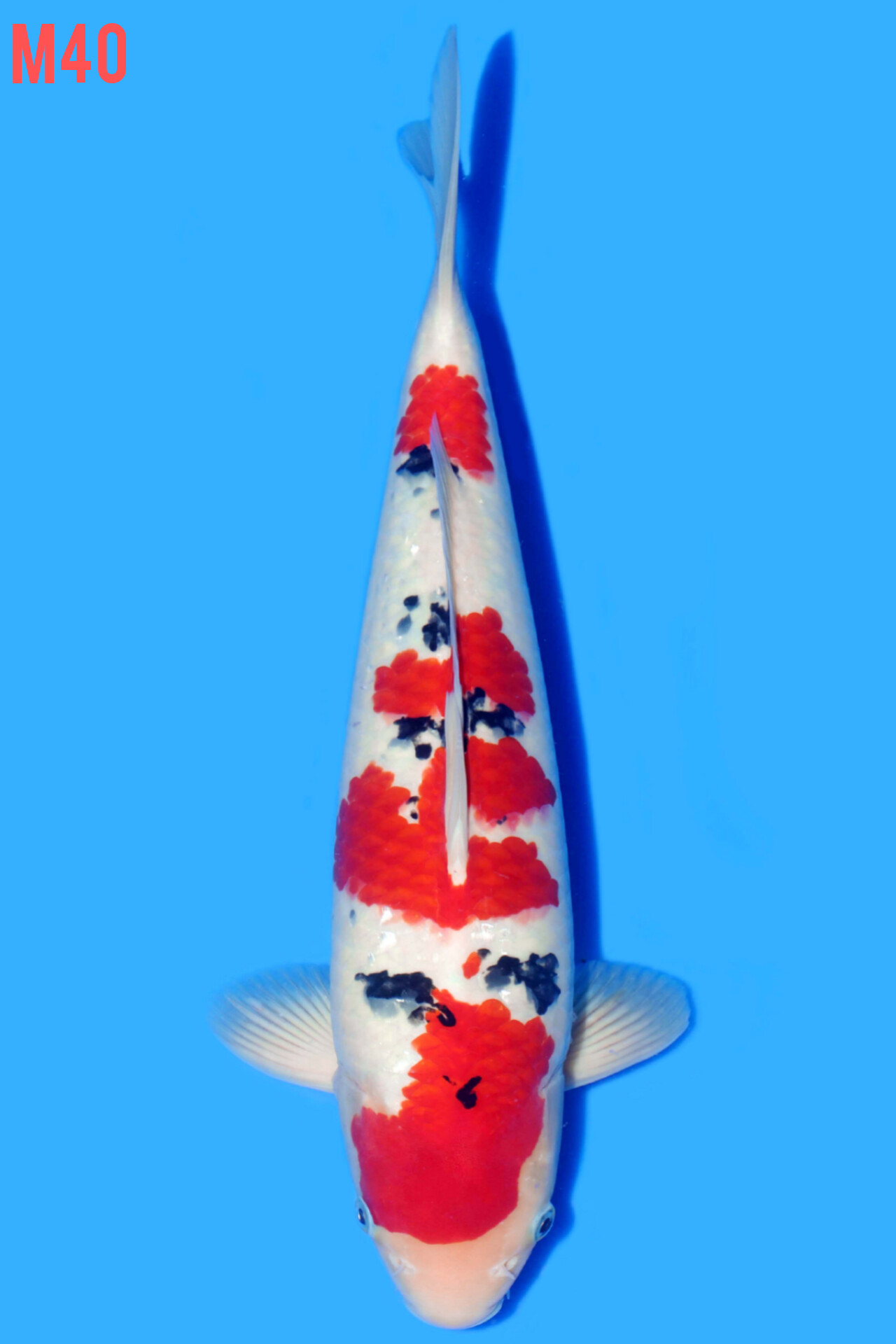 SANKE SQ 40cm