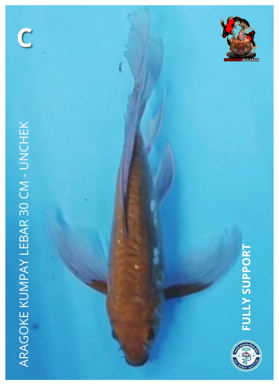 ARAGOKE KUMPAY LEBAR 30cm