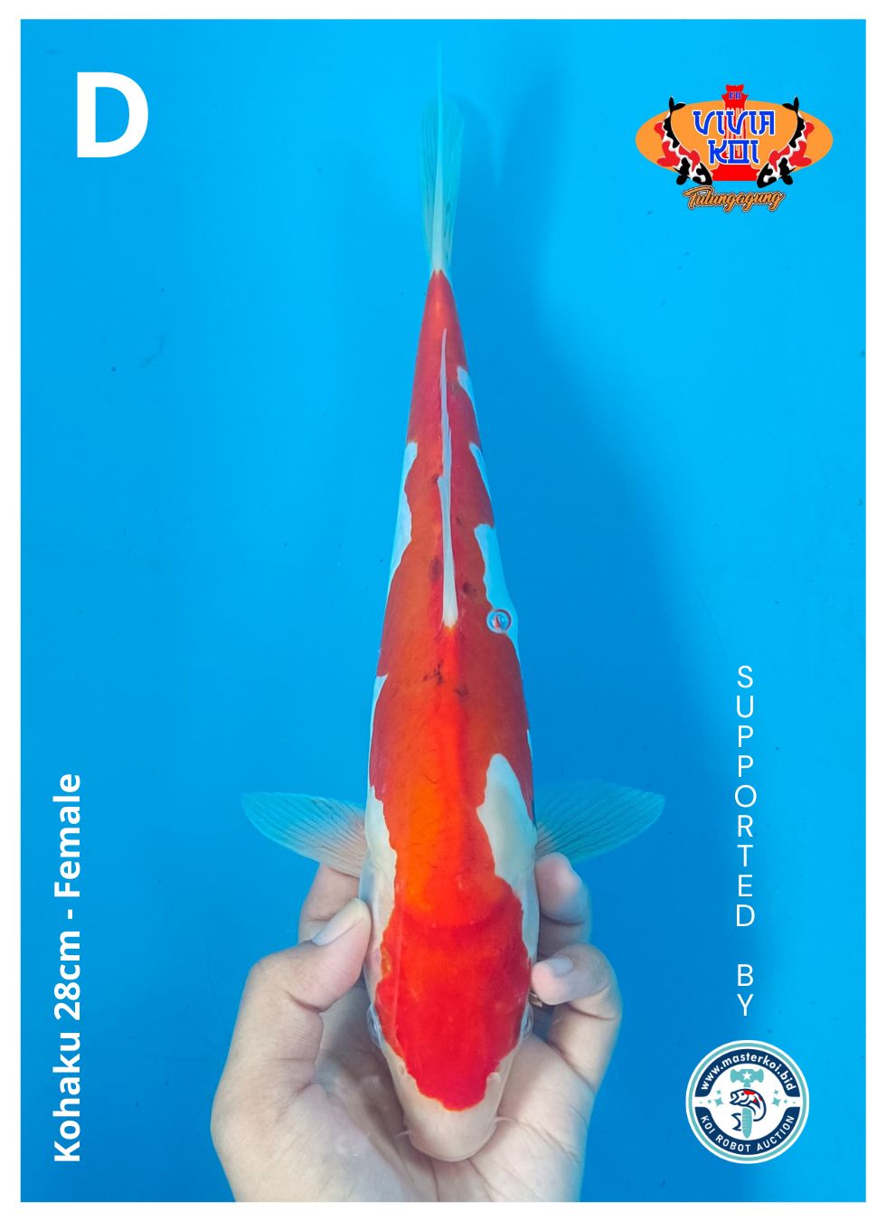 KOHAKU 28cm