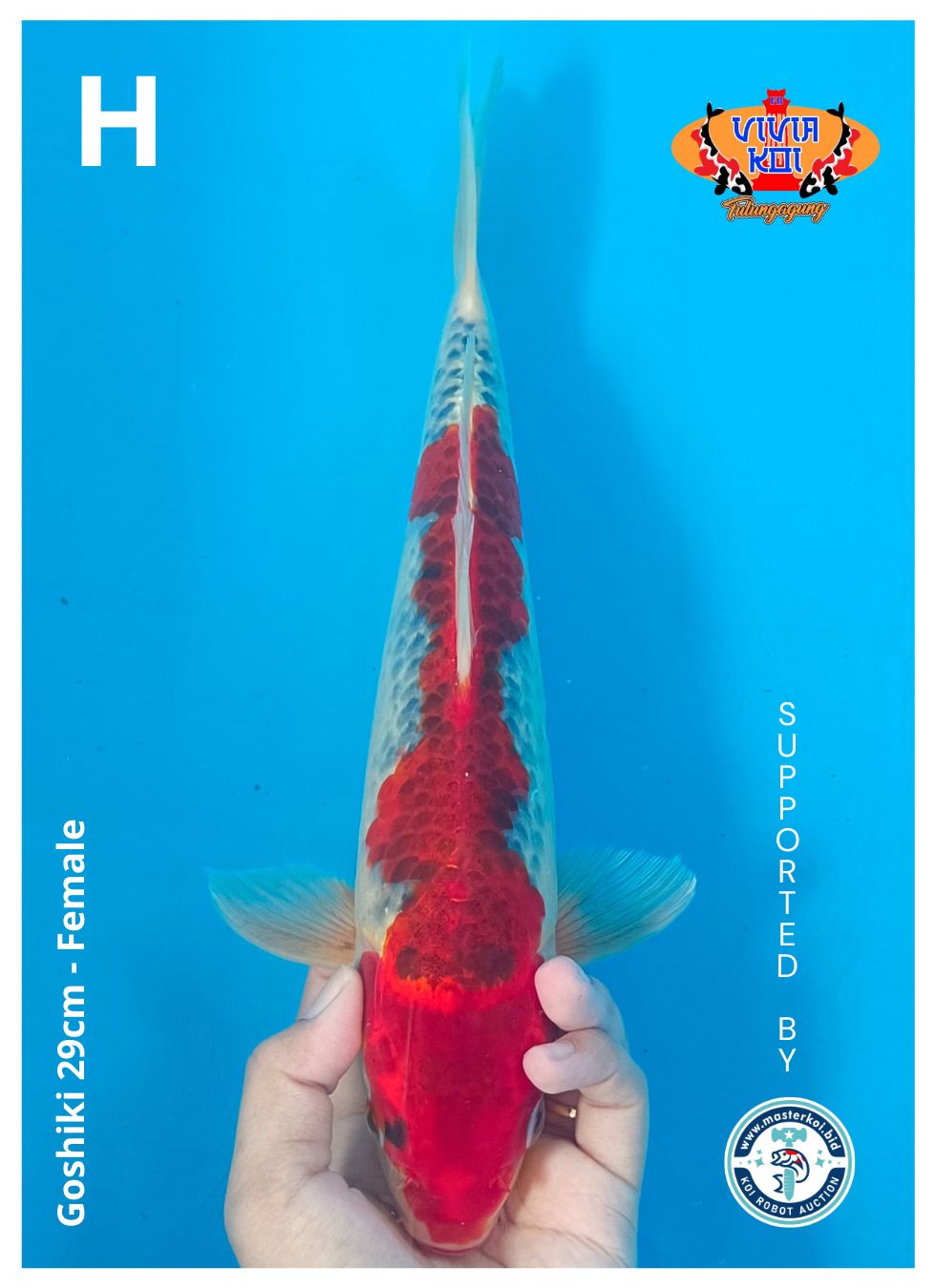 GOSHIKI 29cm
