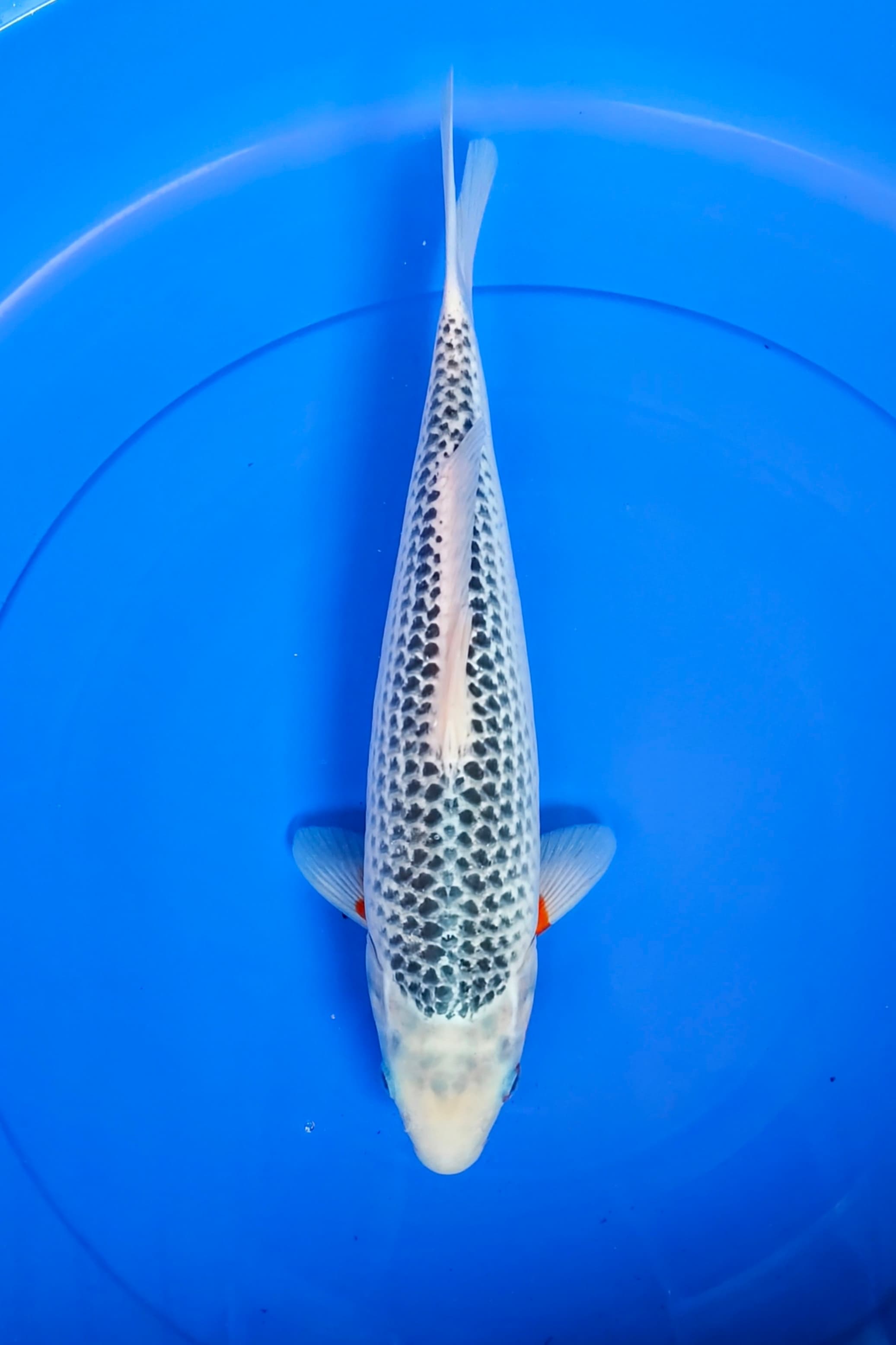 ASAGI 35cm