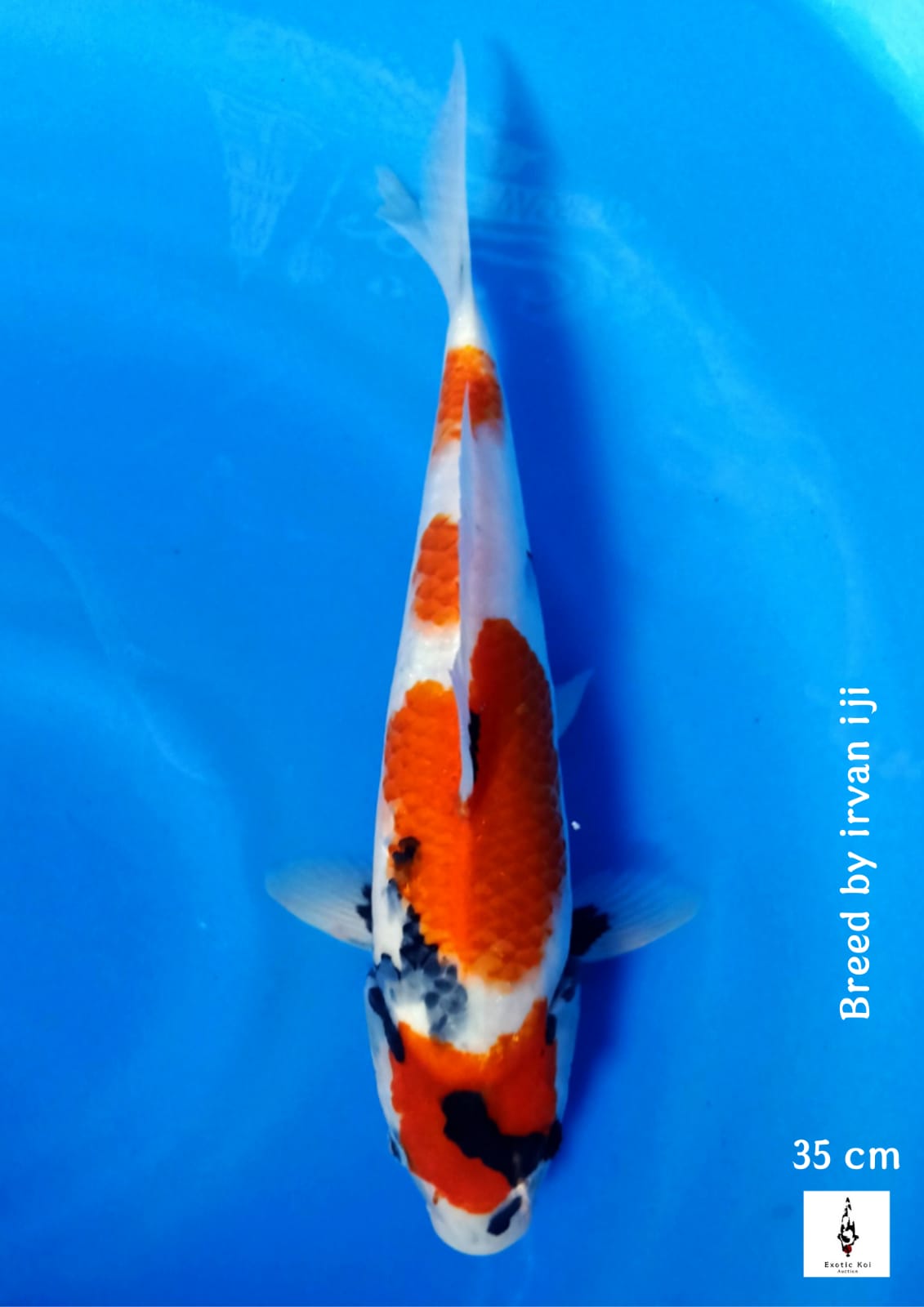 SHOWA SANSHOKU KEPALA METIR TATEGOI 35cm