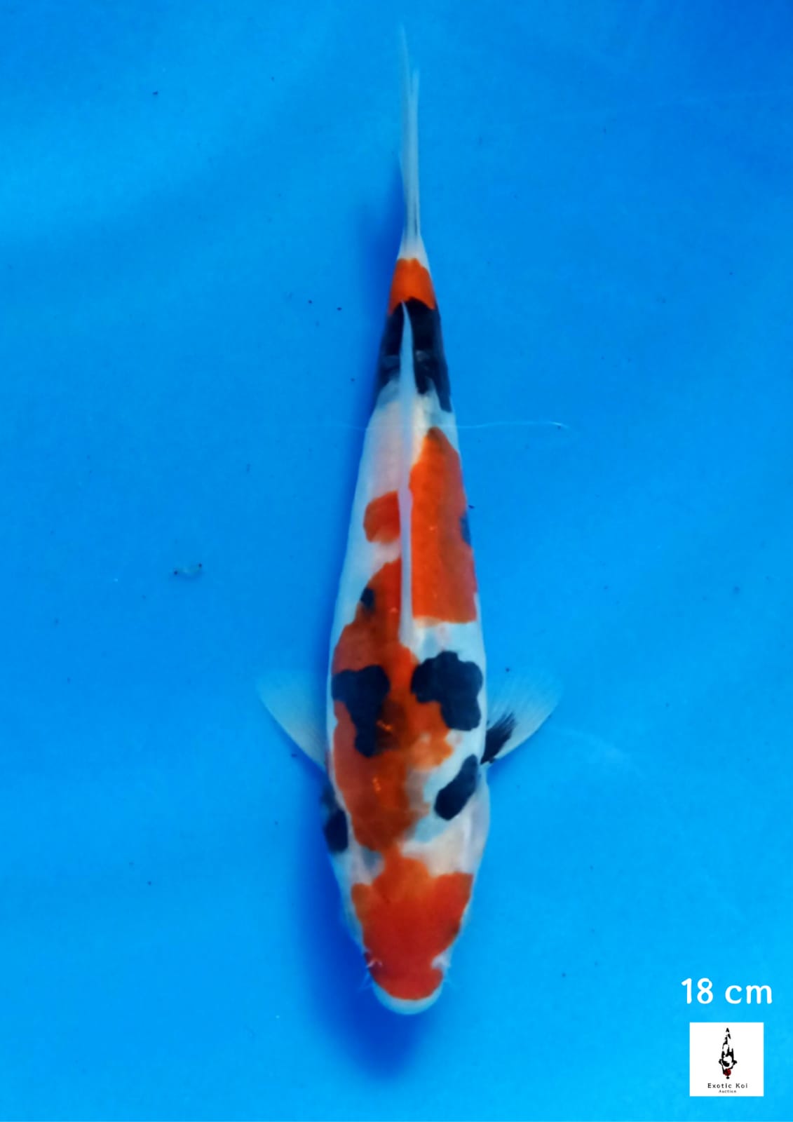 SHOWA DOITSU TATEGOI 18cm