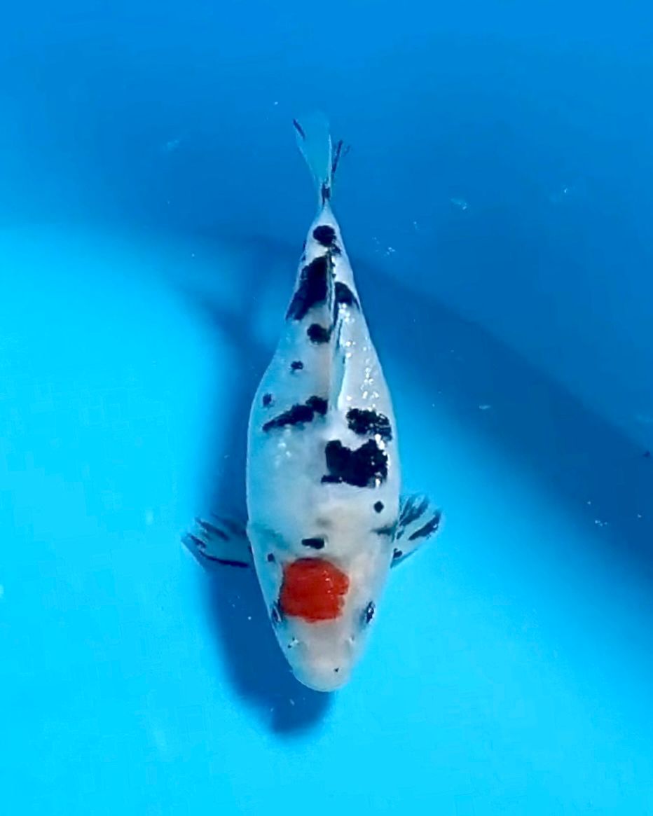 SB TANCHO SANKE IKAN TITIPAN SELLER PASURUAN 20cm