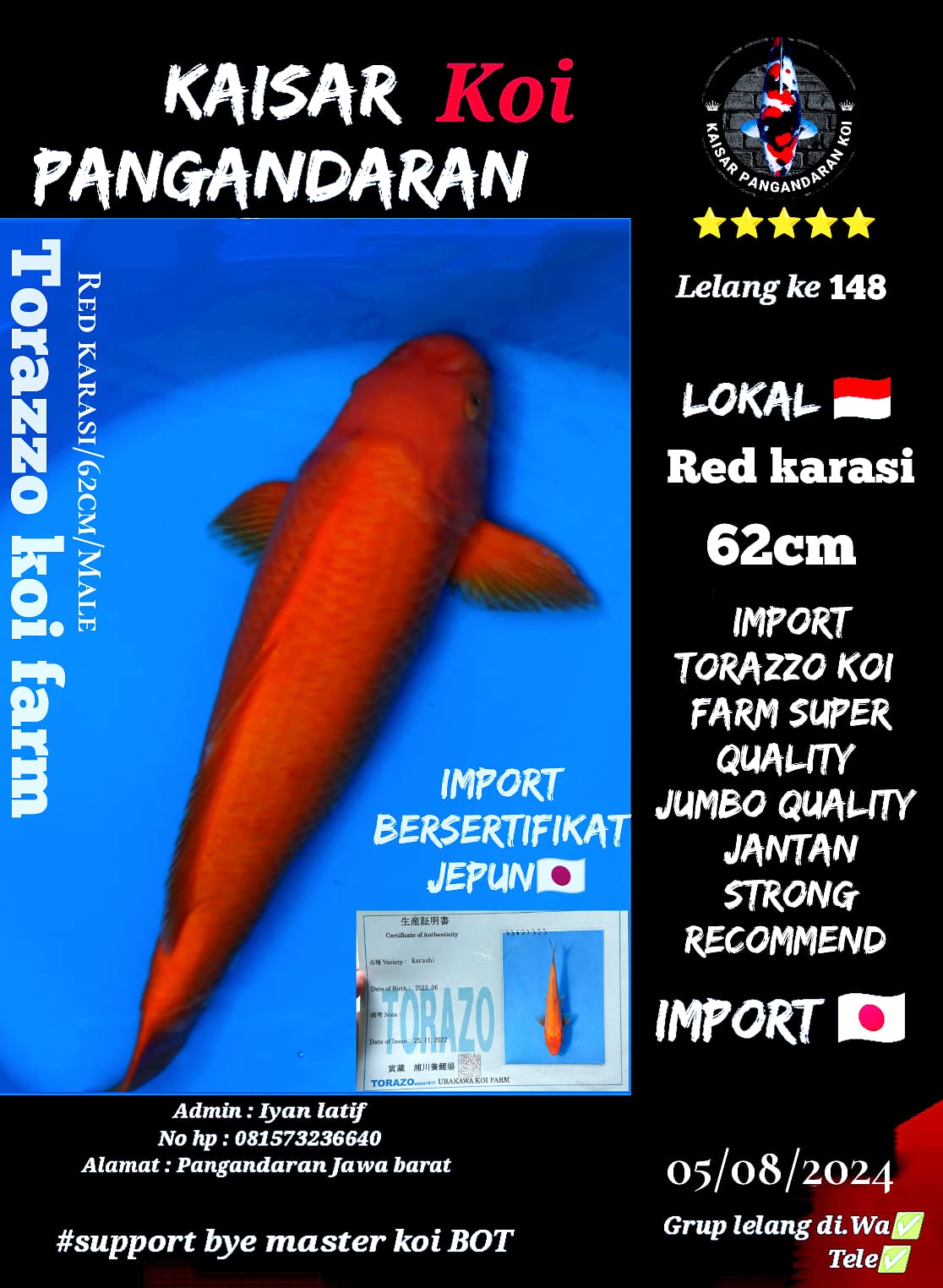 RED KARASI IMPORT TORAZZO KOI FARM 62cm BERSERTIFIKAT JAPAN STRONG SUPER QUALITY