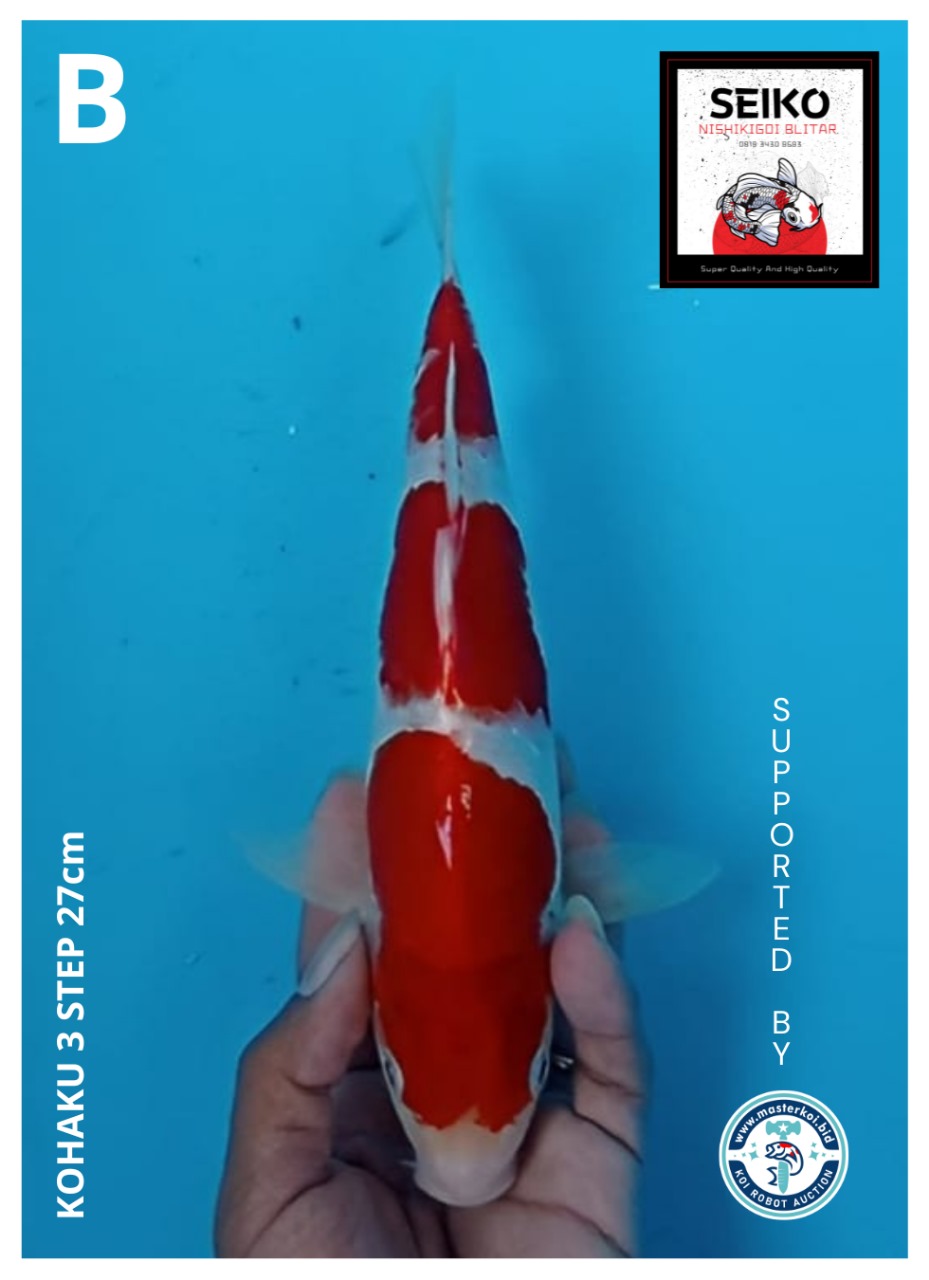 KOHAKU 3 STEP 27cm