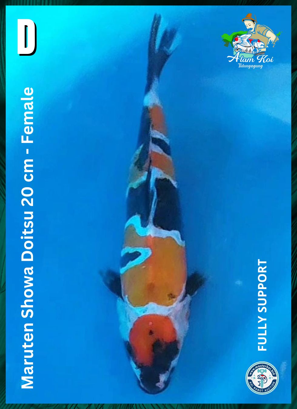 MARUTEN SHOWA DOITSU 20cm