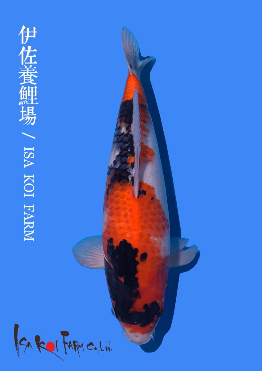 SHOWA ISA KOI FARM 43cm