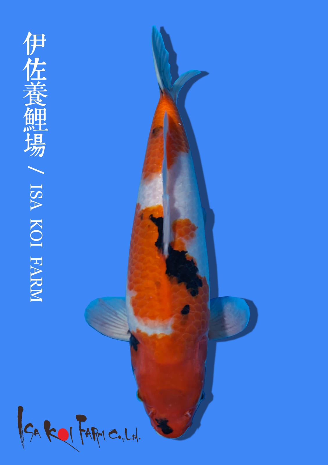 SHOWA ISA KOI FARM 37cm