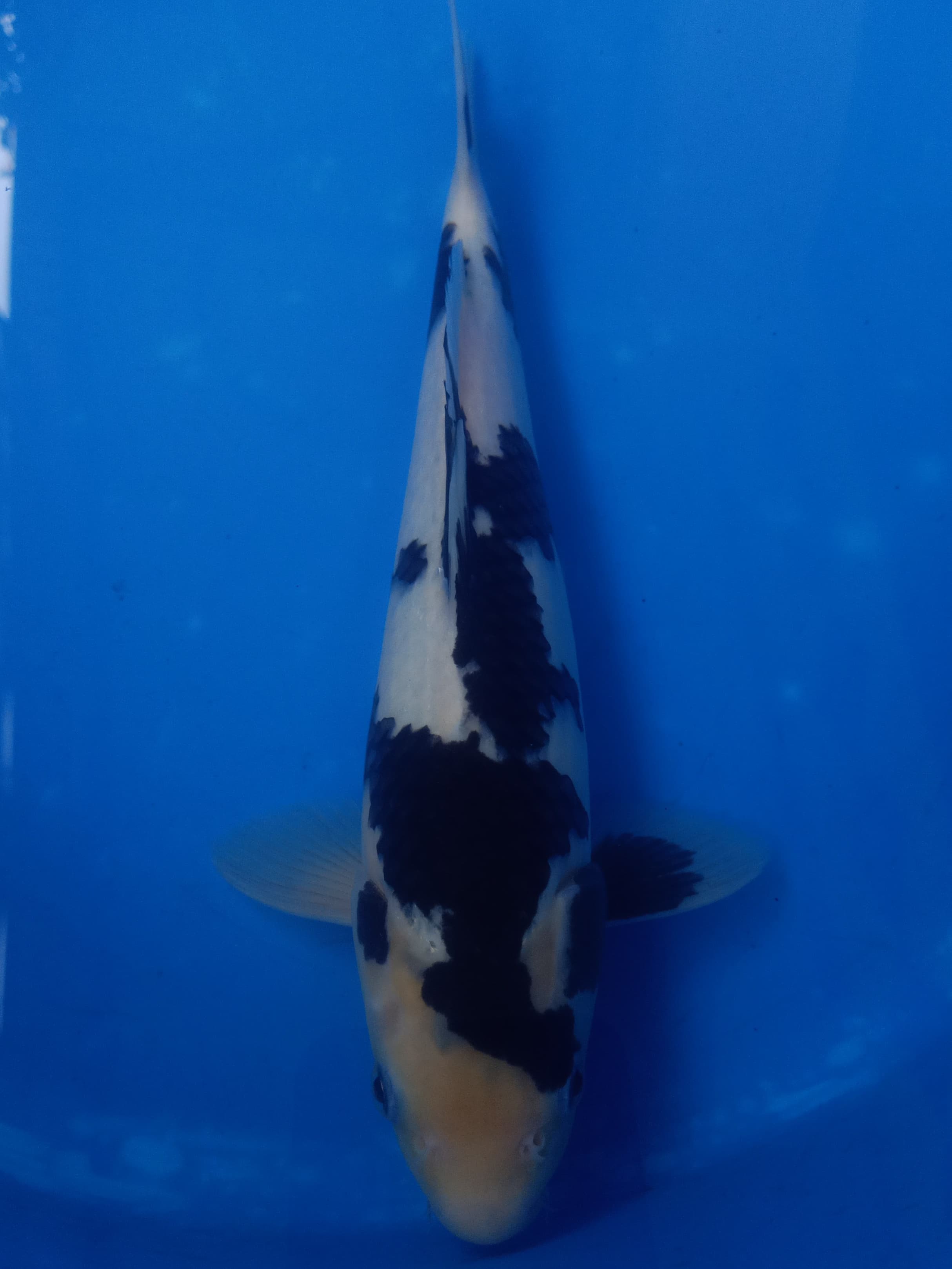 SQ SHIRO SUMI PEKAT PUTIH SALJU 30cm