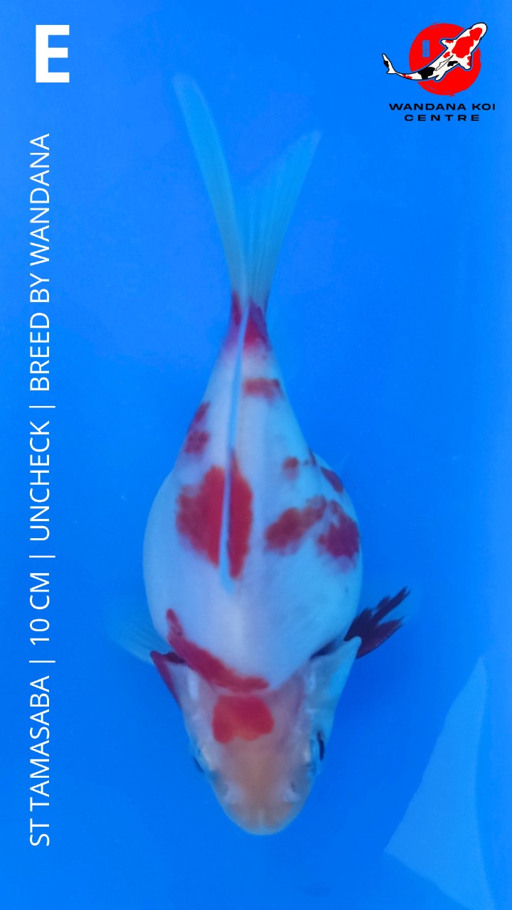 ST TAMASABA 10cm
