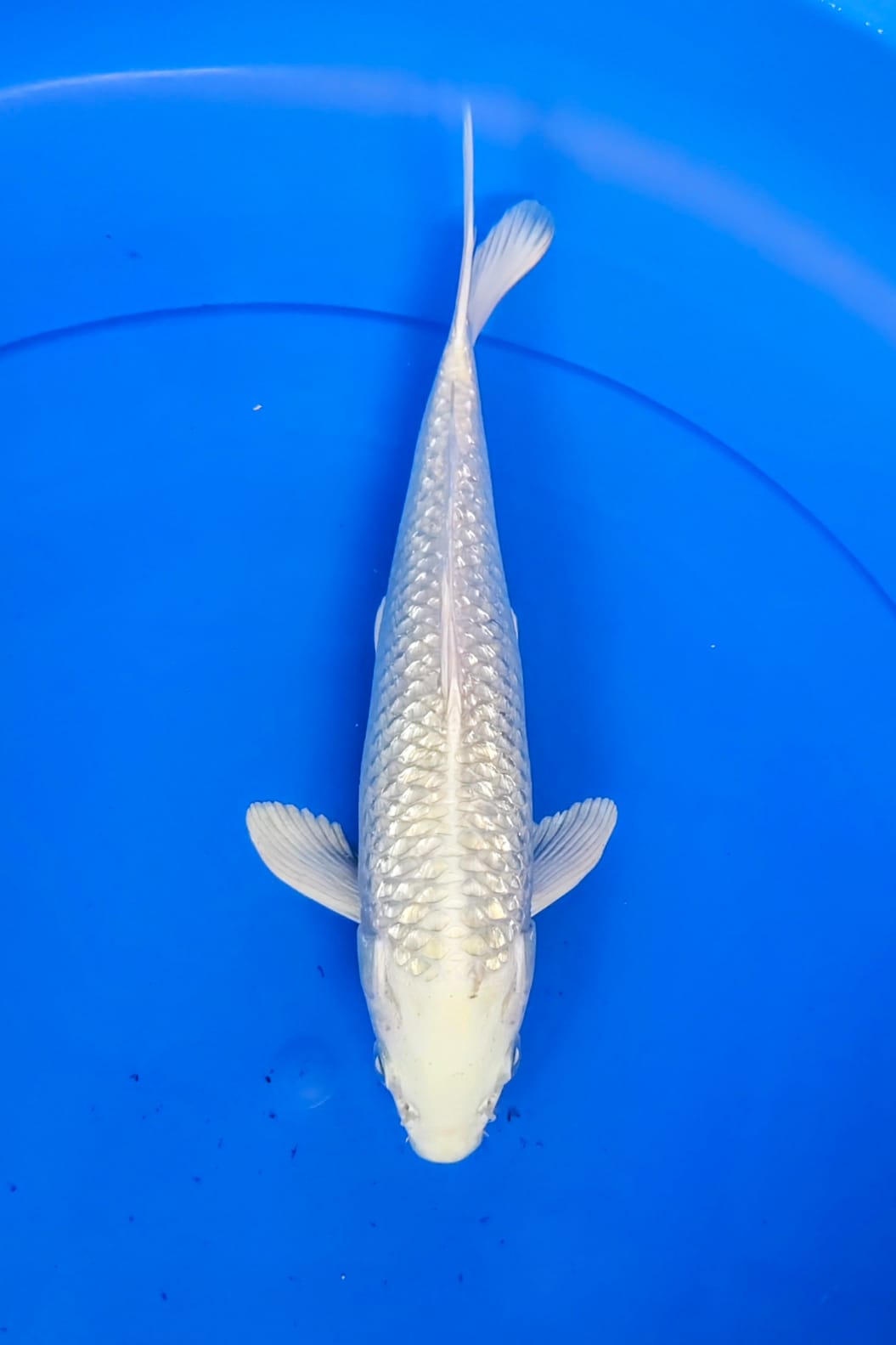 PLATINUM GINRIN 25cm