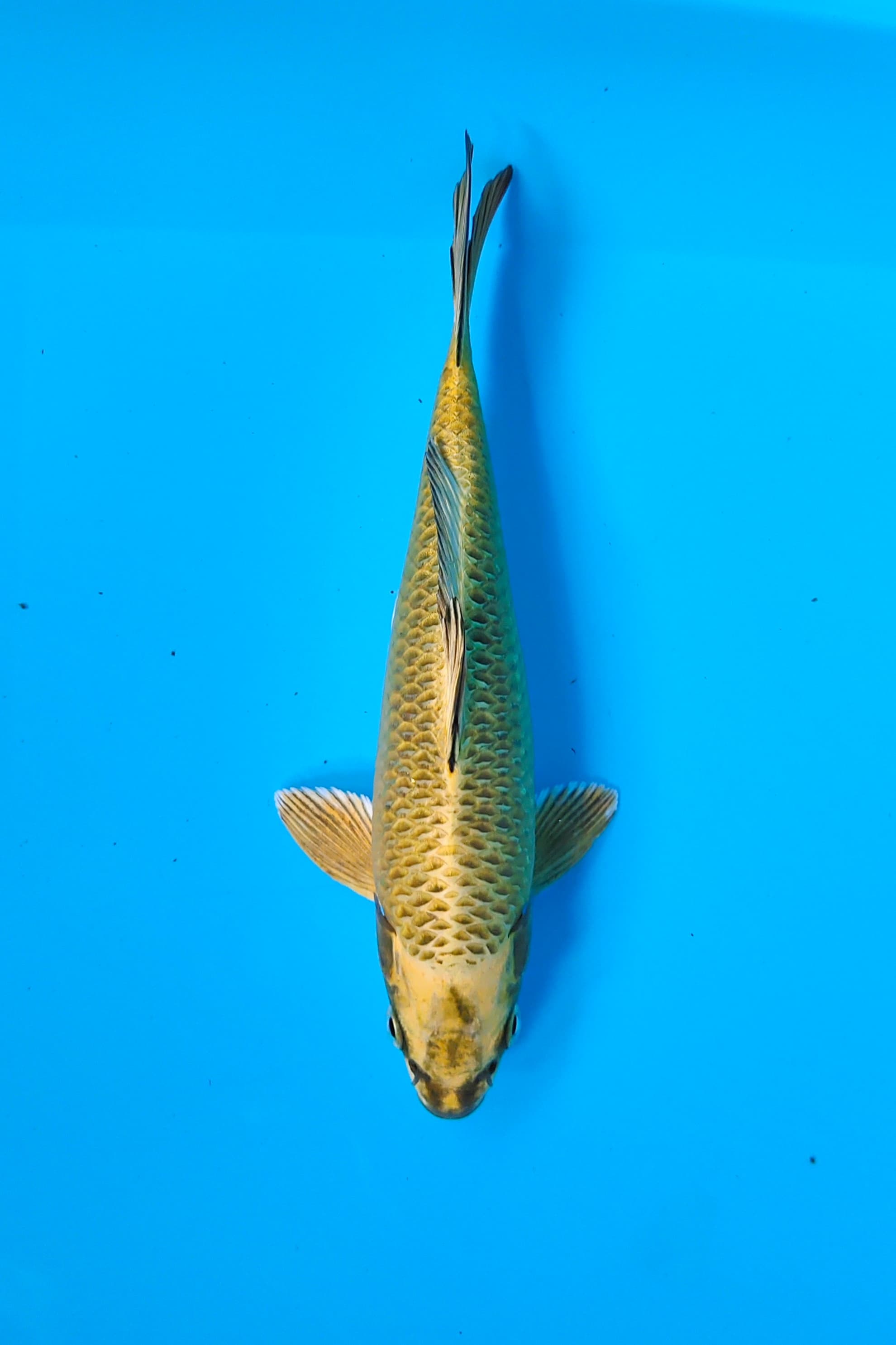 MUKASI 22cm