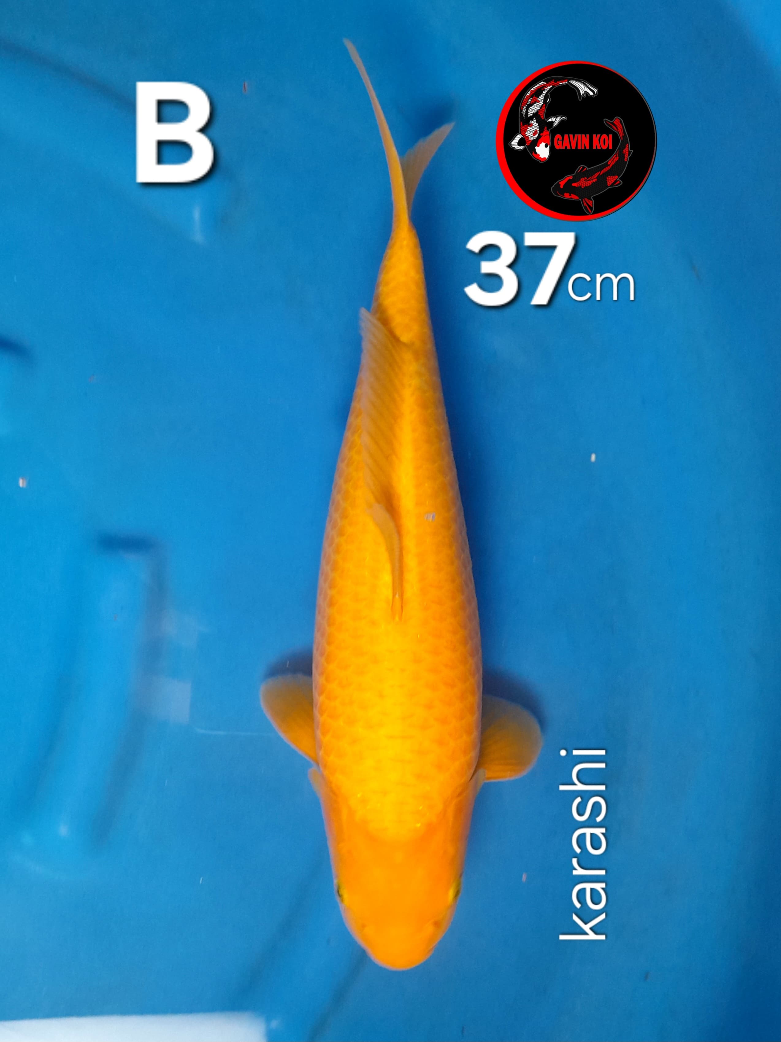 KARASHI 37cm