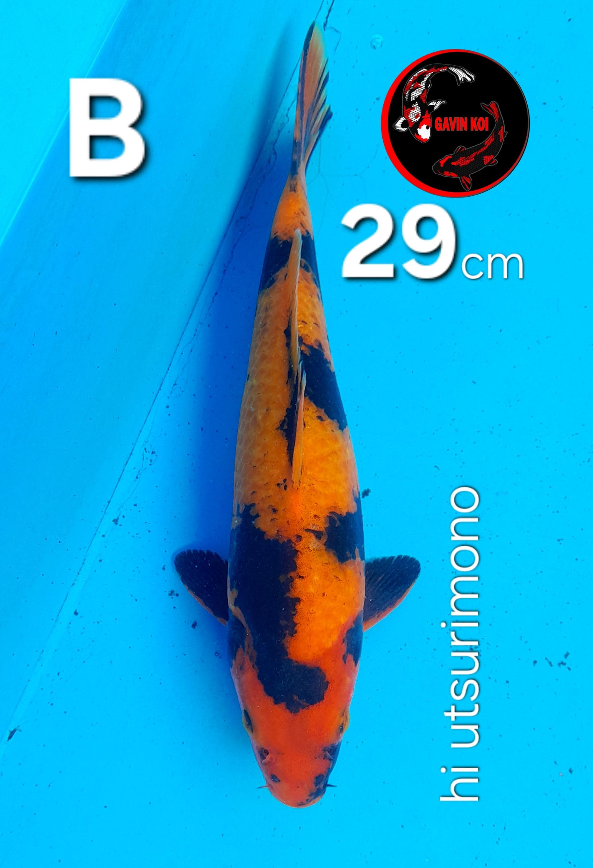 HI UTSURIMONO 29cm