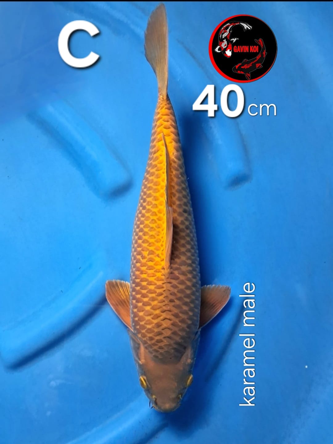 KARAMEL MADINA 40cm