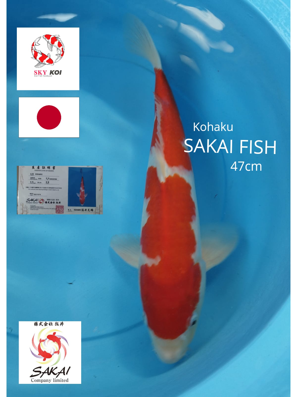 KOHAKU SAKAI 47cm