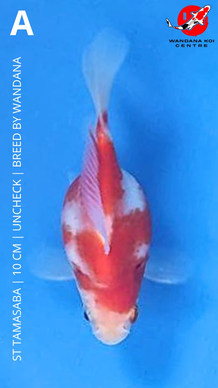 ST TAMASABA 10cm