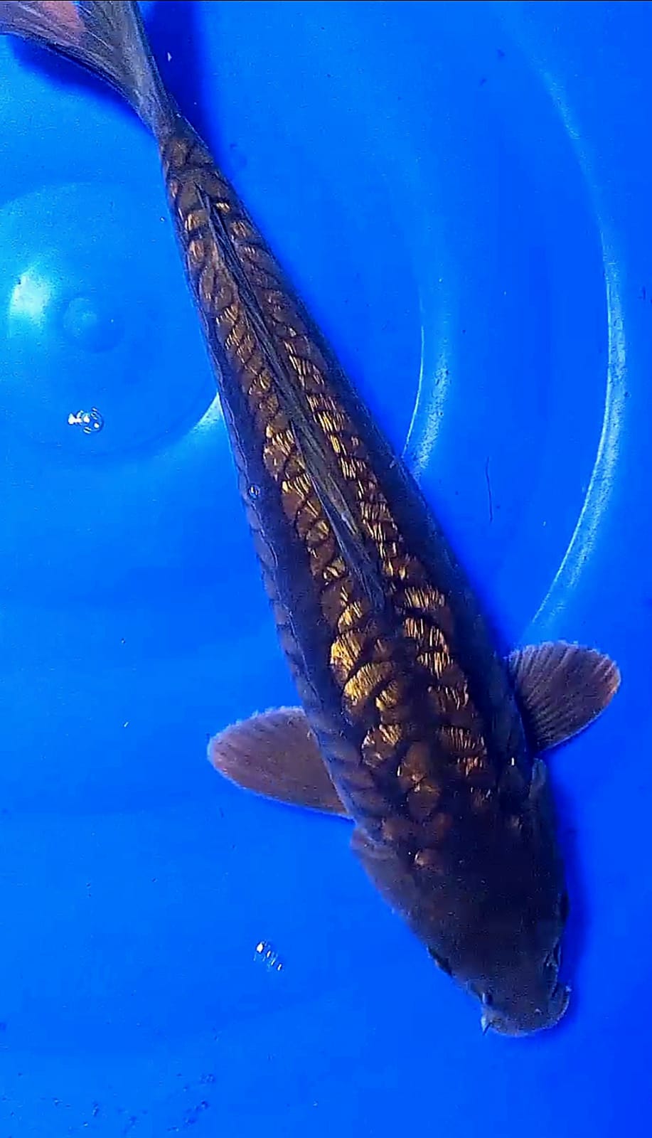 Ikan Koi JUMBO BLACK DRAGON GINRIN 42cm, lelang koi JUMBO BLACK DRAGON GINRIN 42cm, jual koi JUMBO BLACK DRAGON GINRIN 42cm, beli koi JUMBO BLACK DRAGON GINRIN 42cm, Lelang Koi Online, Jual Beli Ikan Koi, Pusat Jual Beli Koi, Info Lelang Koi Hari Ini, Platform Jual Beli Koi, Jual Beli Ikan Koi Online, Marketplace Ikan Koi, Jual Koi Terbaik, Tempat Beli Koi Berkualitas, Pasar Ikan Koi Online Terpercaya, Penjual Ikan Koi Terpercaya, Beli Koi Hias Online, Ikan Koi untuk Dijual, Koi Kualitas Terbaik, Toko Online Ikan Koi, Koi Hias Untuk Dijual, Jual Beli Ikan Koi Lokal, Koi Indonesia Online, Pusat Jual Beli Koi Terbesar