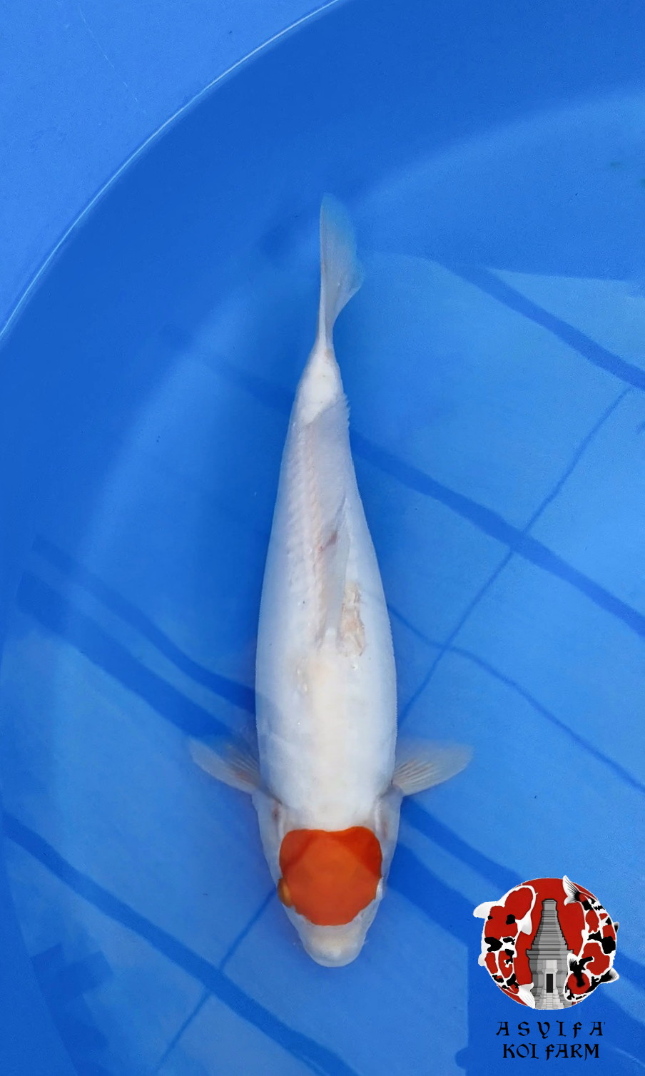 TC KOHAKU DOITSU 36cm FEMALE ORIGINAL