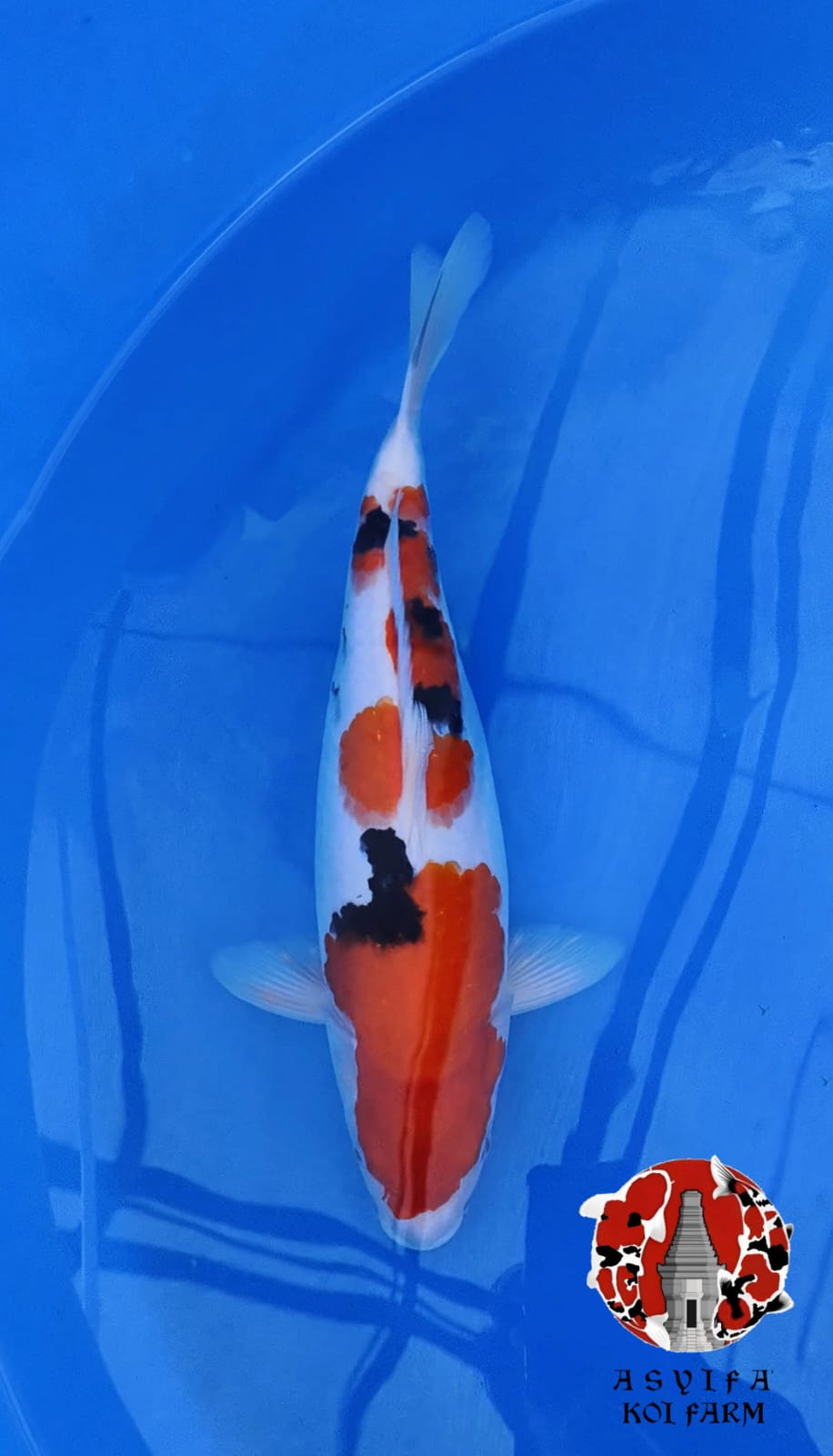 SANKE 38cm FEMALE ORI
