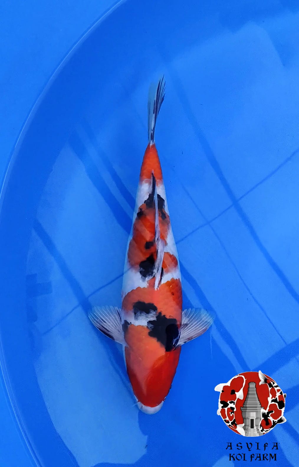 SANKEBULKY 35cm MALE ORIGINAL