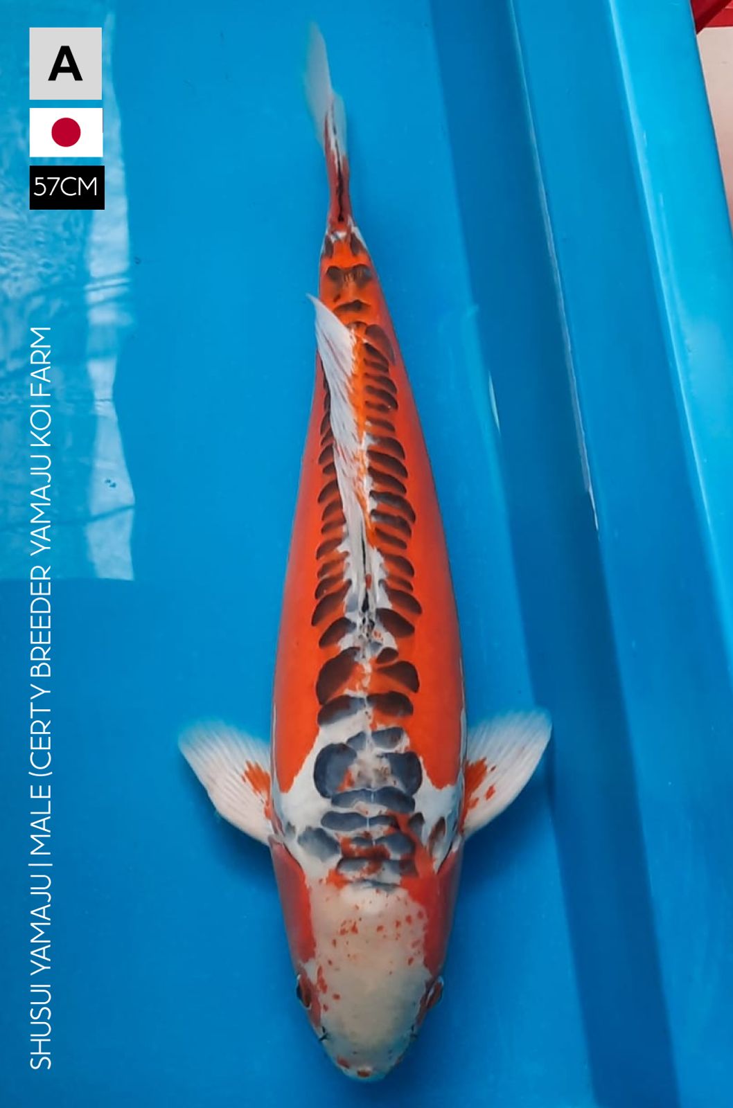 SHUSUI YAMAJU 57cm